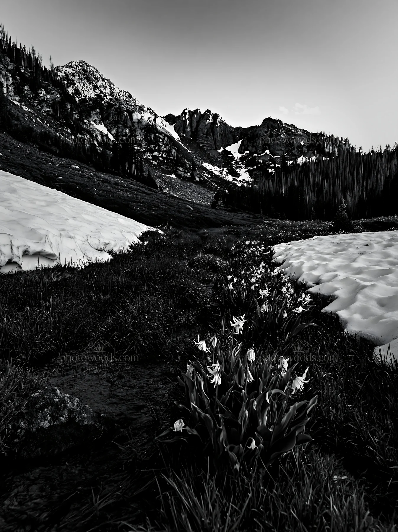 Snowmelt meadow with flowers and mountains at dusk - AI-generated stock image