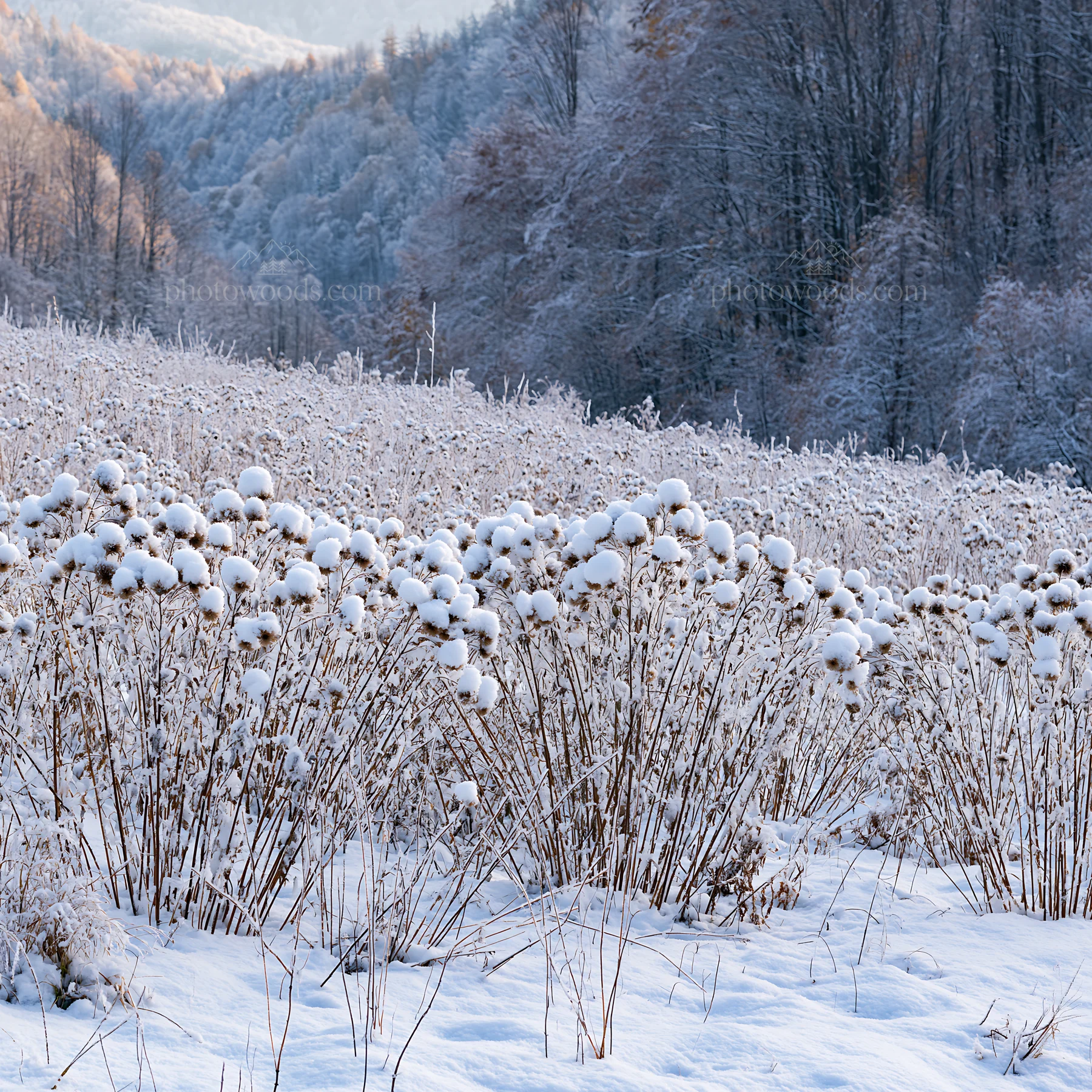 Snowy foothill meadow in winter with snow-covered plants - AI-generated stock image