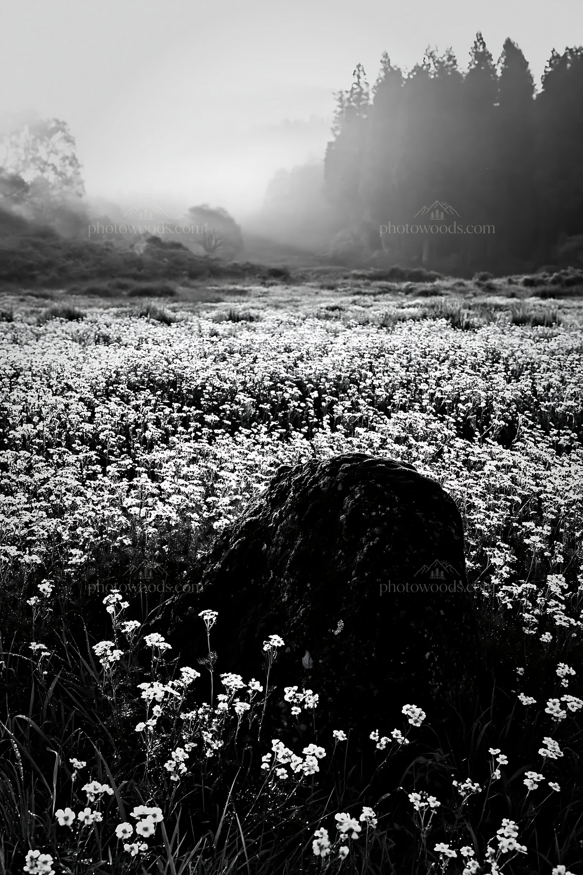 Misty meadow with moss covered stone in Shimane - AI-generated stock image
