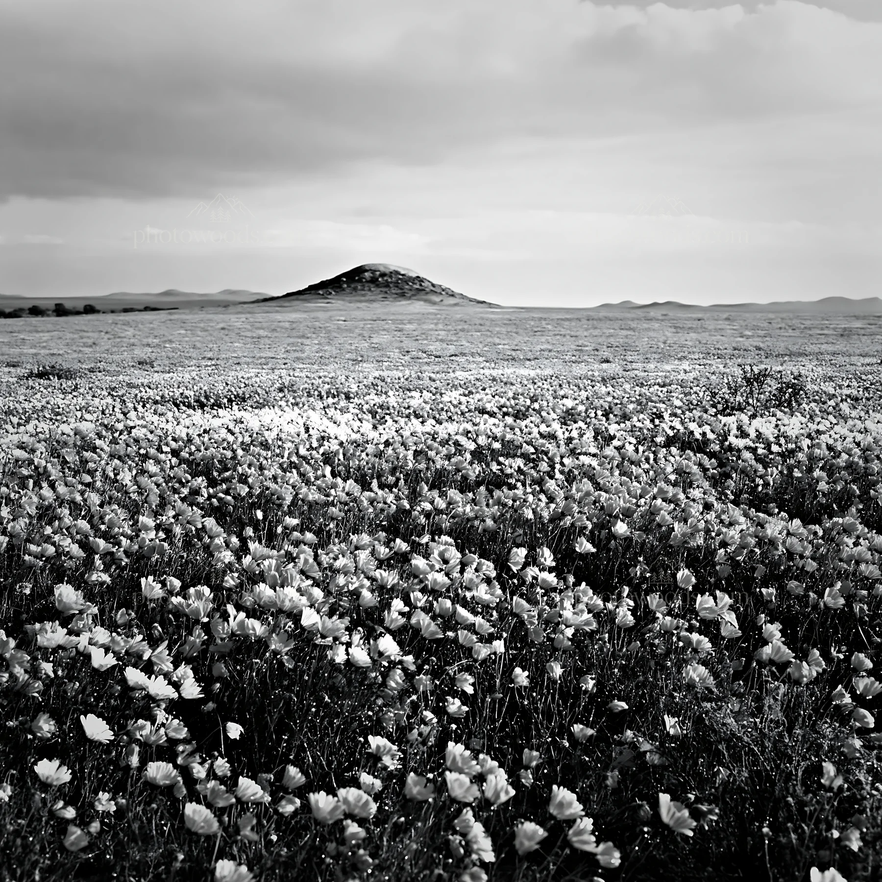 Rainwashed meadow with flowers and distant hill - AI-generated stock image