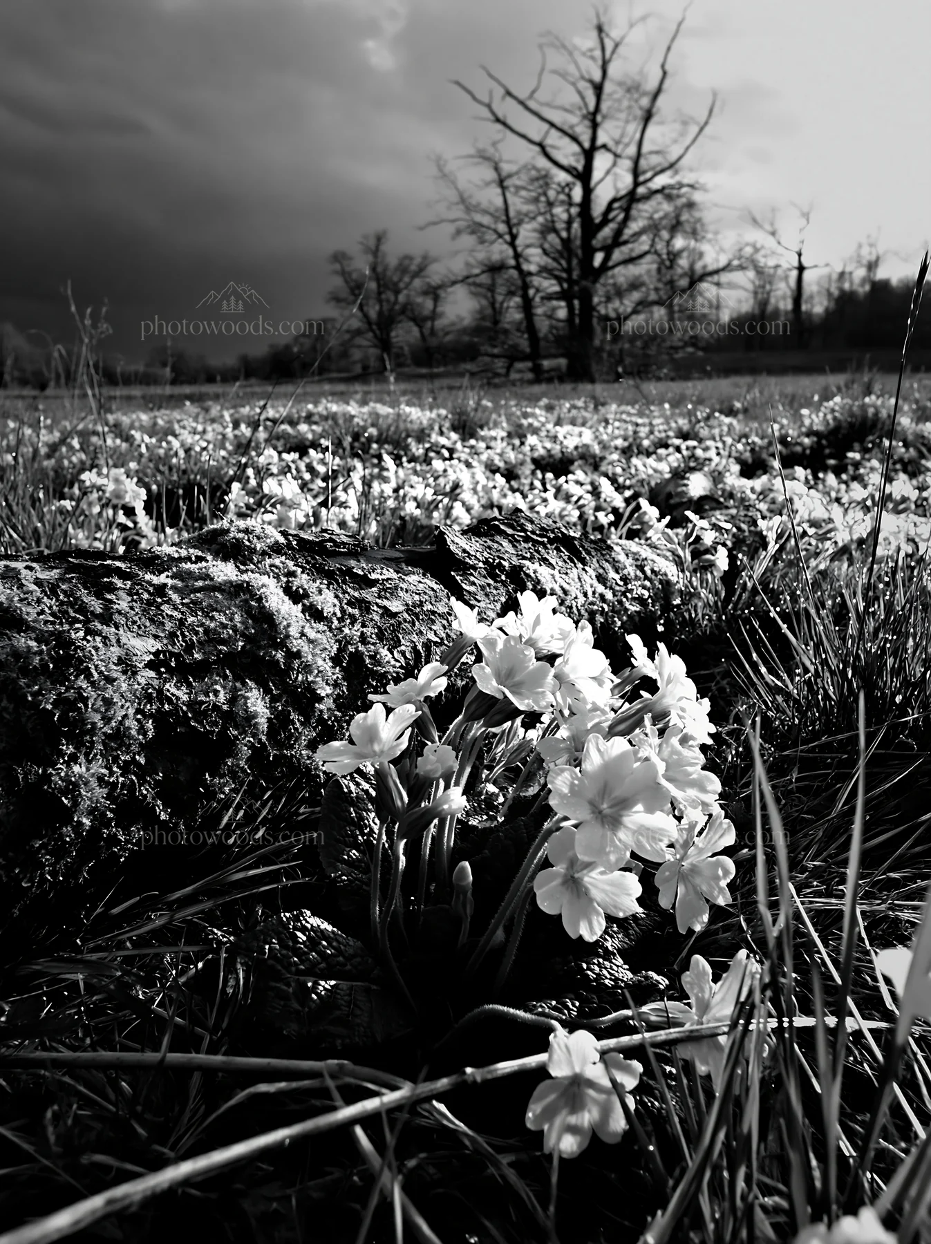 Black and white gifu low carbon meadow mossy log surrounded by flowers and grass - AI-generated stock image