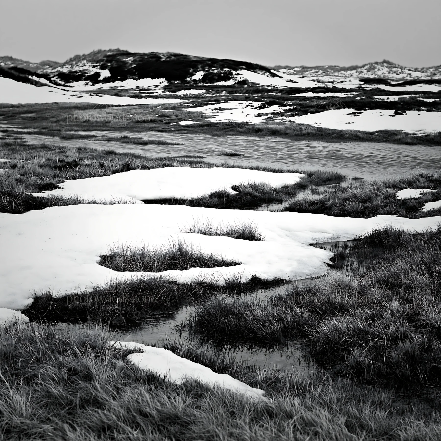 Dune meadow with snow and water in black and white - AI-generated stock image