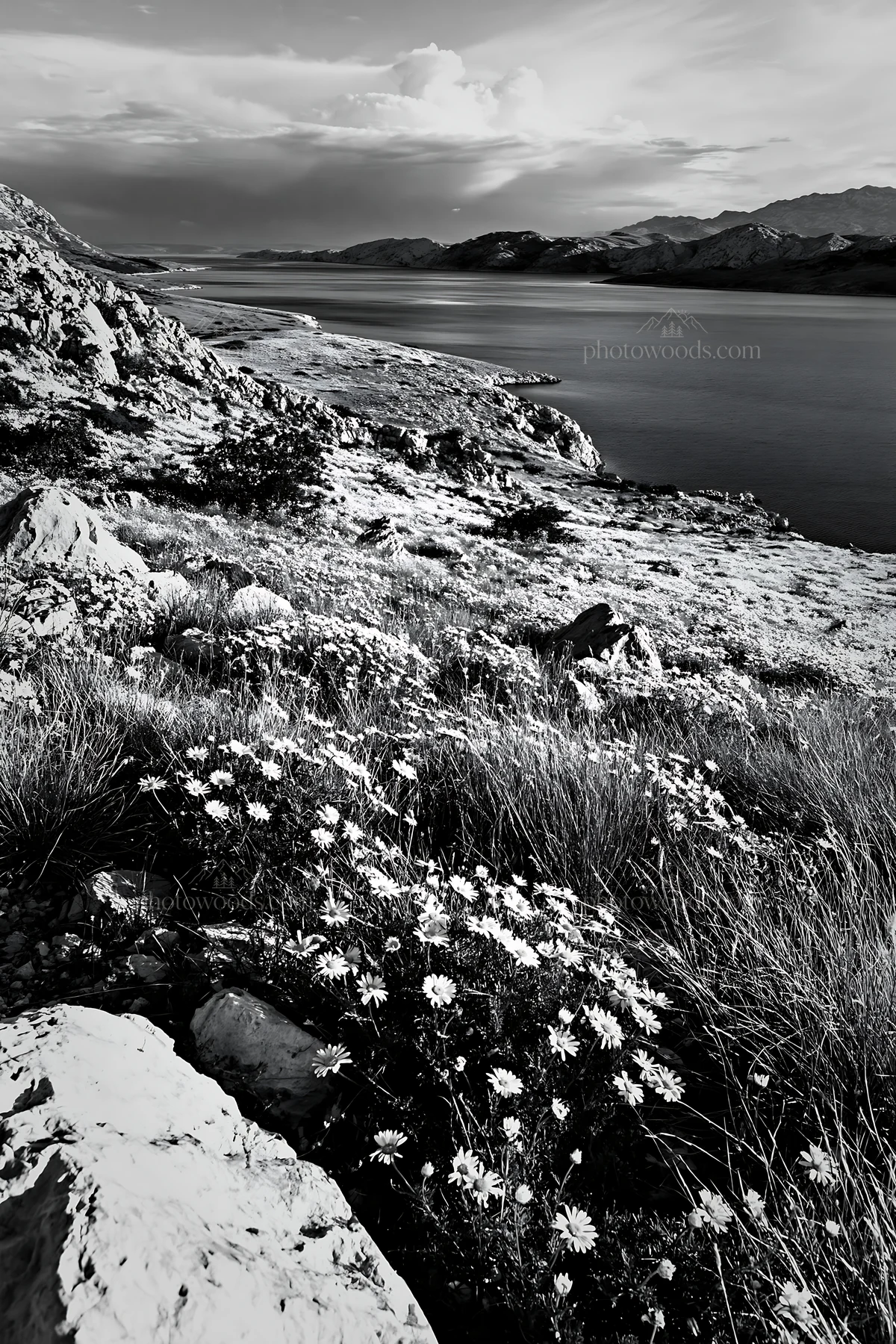 Black and white croatian meadow above Adriatic coast with flowers and rocks - AI-generated stock image
