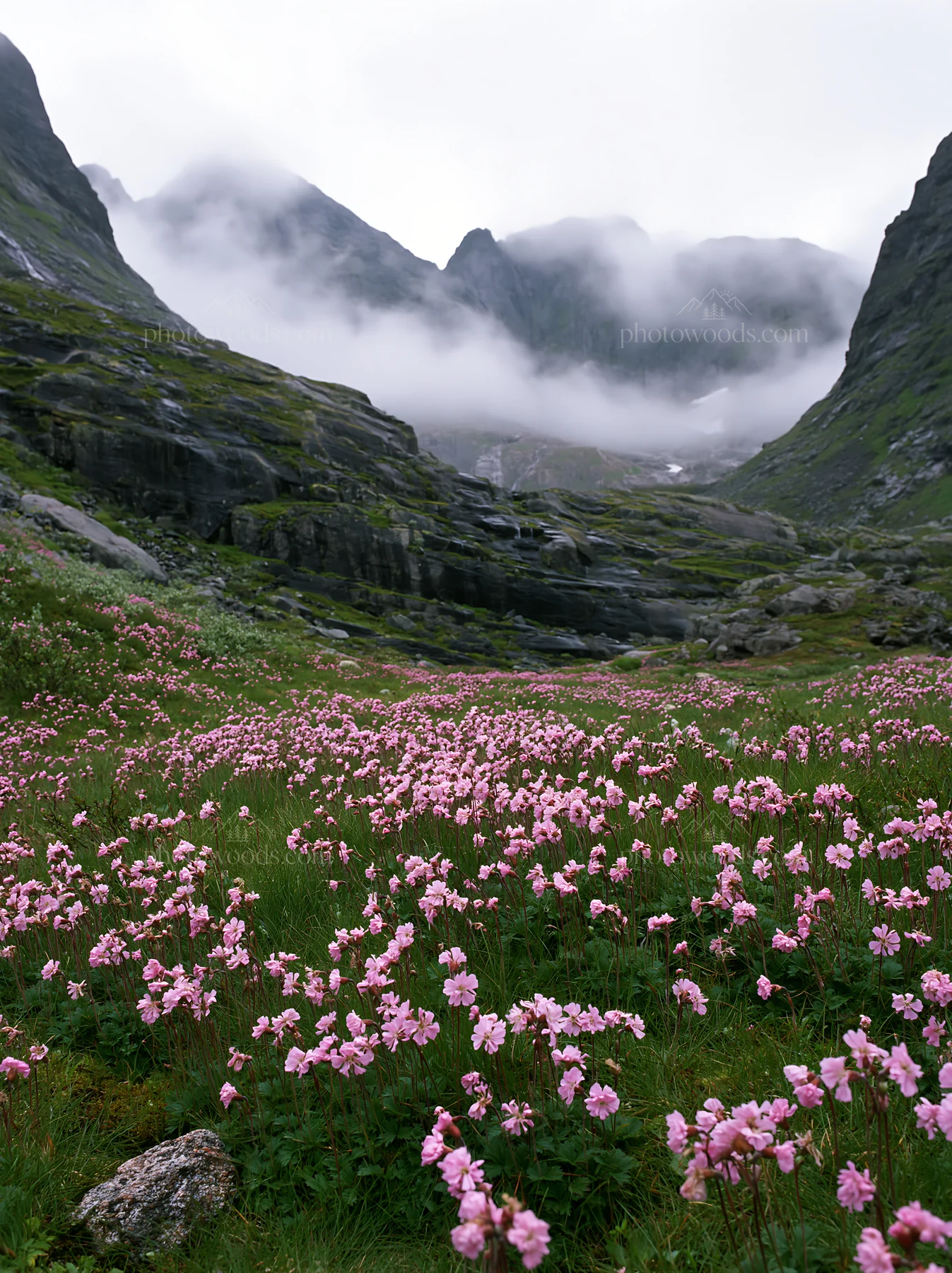 Mountain pass meadow with flowers and towering mountains - AI-generated stock image