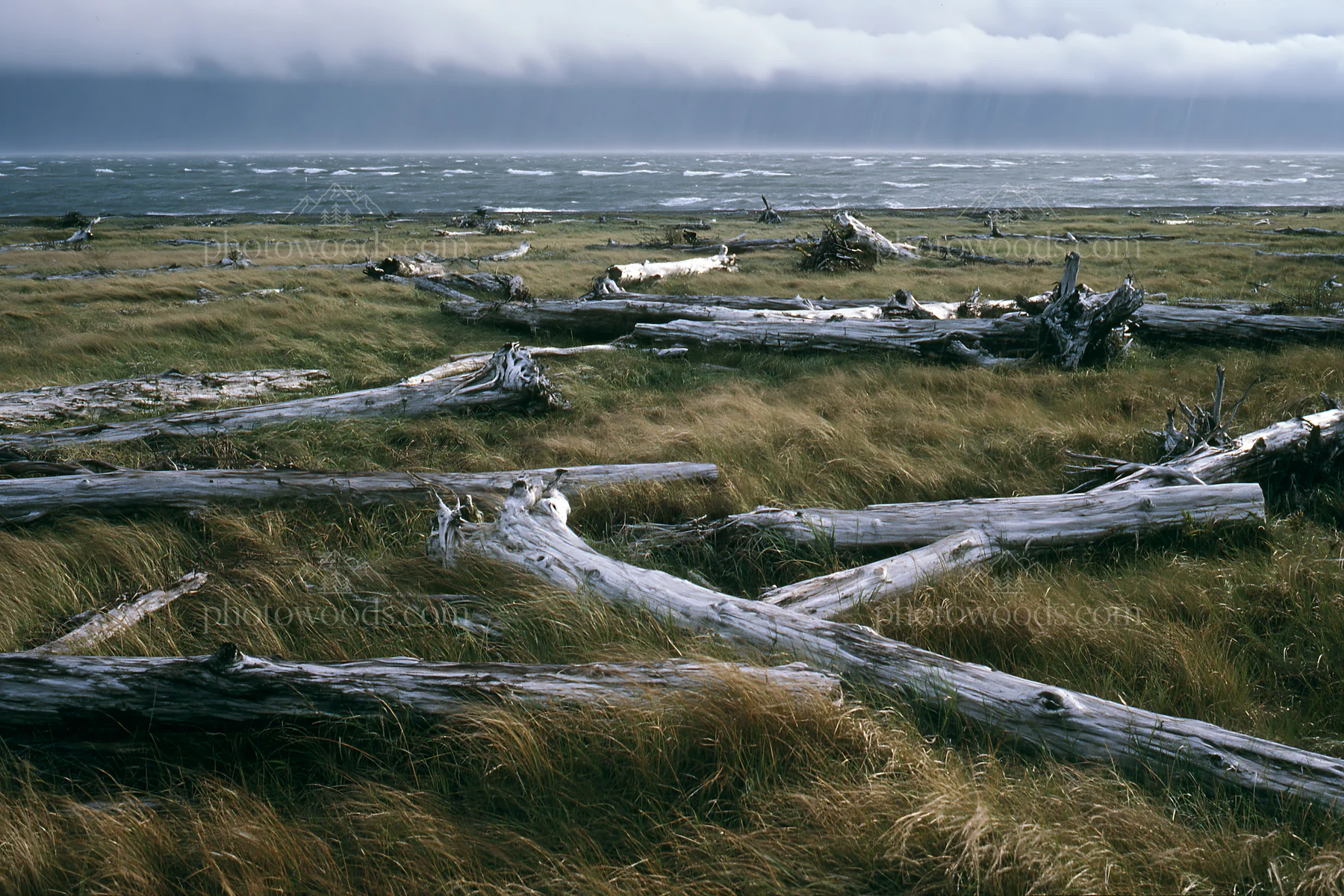 Ishikawa coastal meadow storm washed driftwood - AI-generated stock image