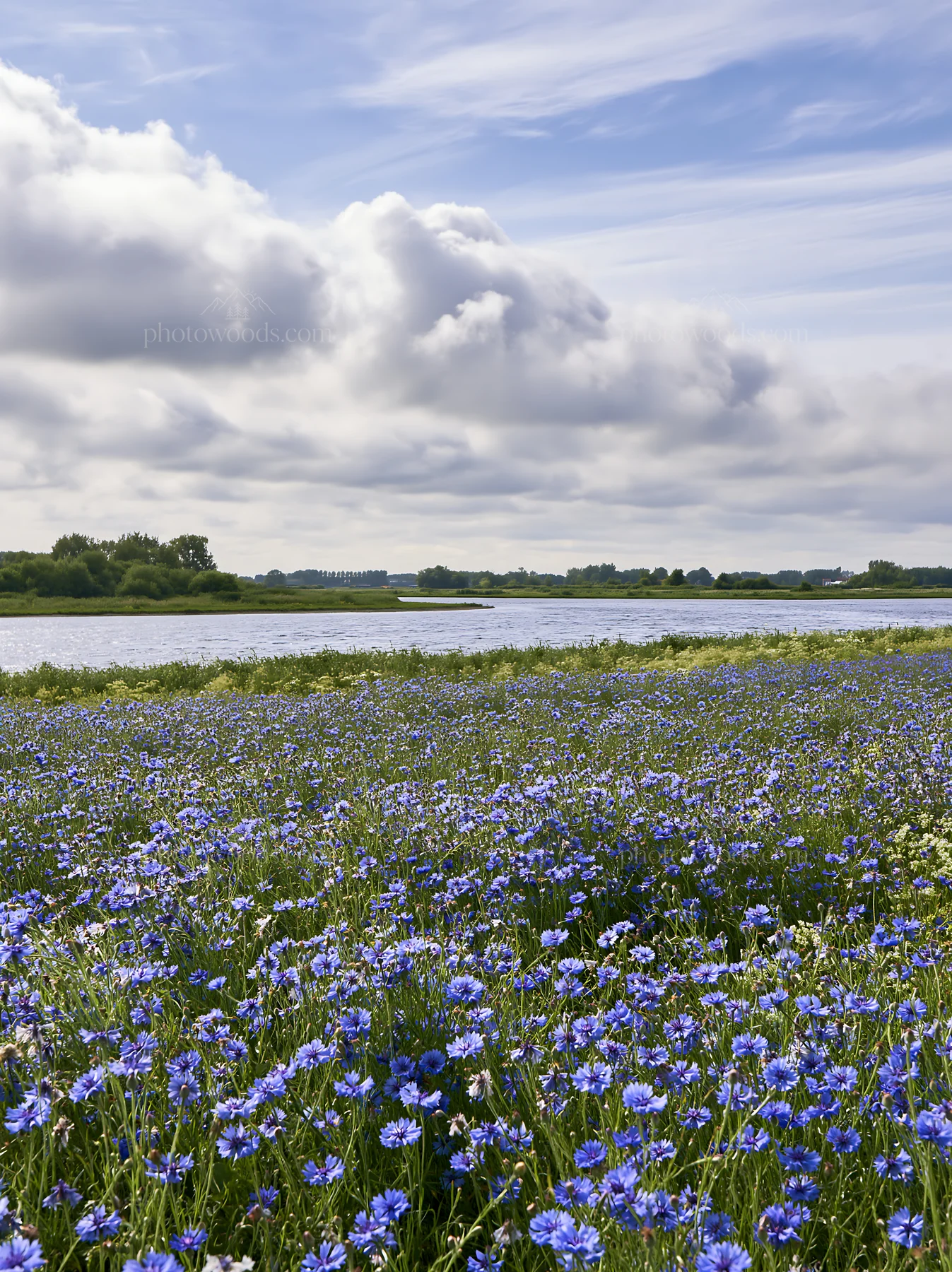 Cornflower meadow beside a river under a cloudy sky - AI-generated stock image