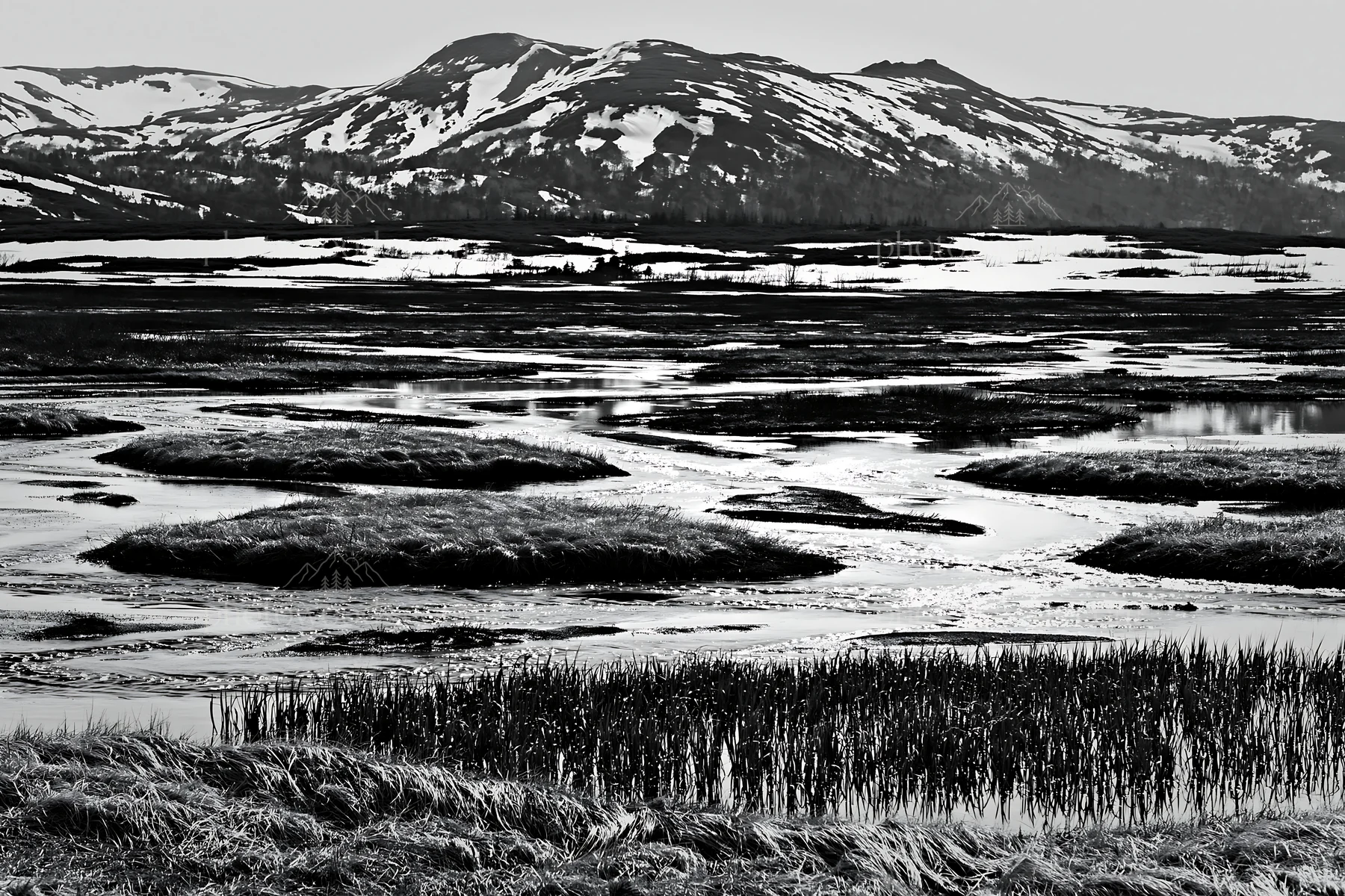 Black and white akita snowmelt meadow with silver grasses in a mountain setting - AI-generated stock image