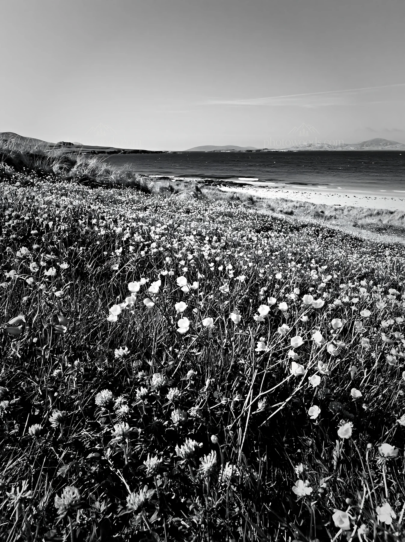 Colorful buttercup meadow near a beach during daylight hours - AI-generated stock image