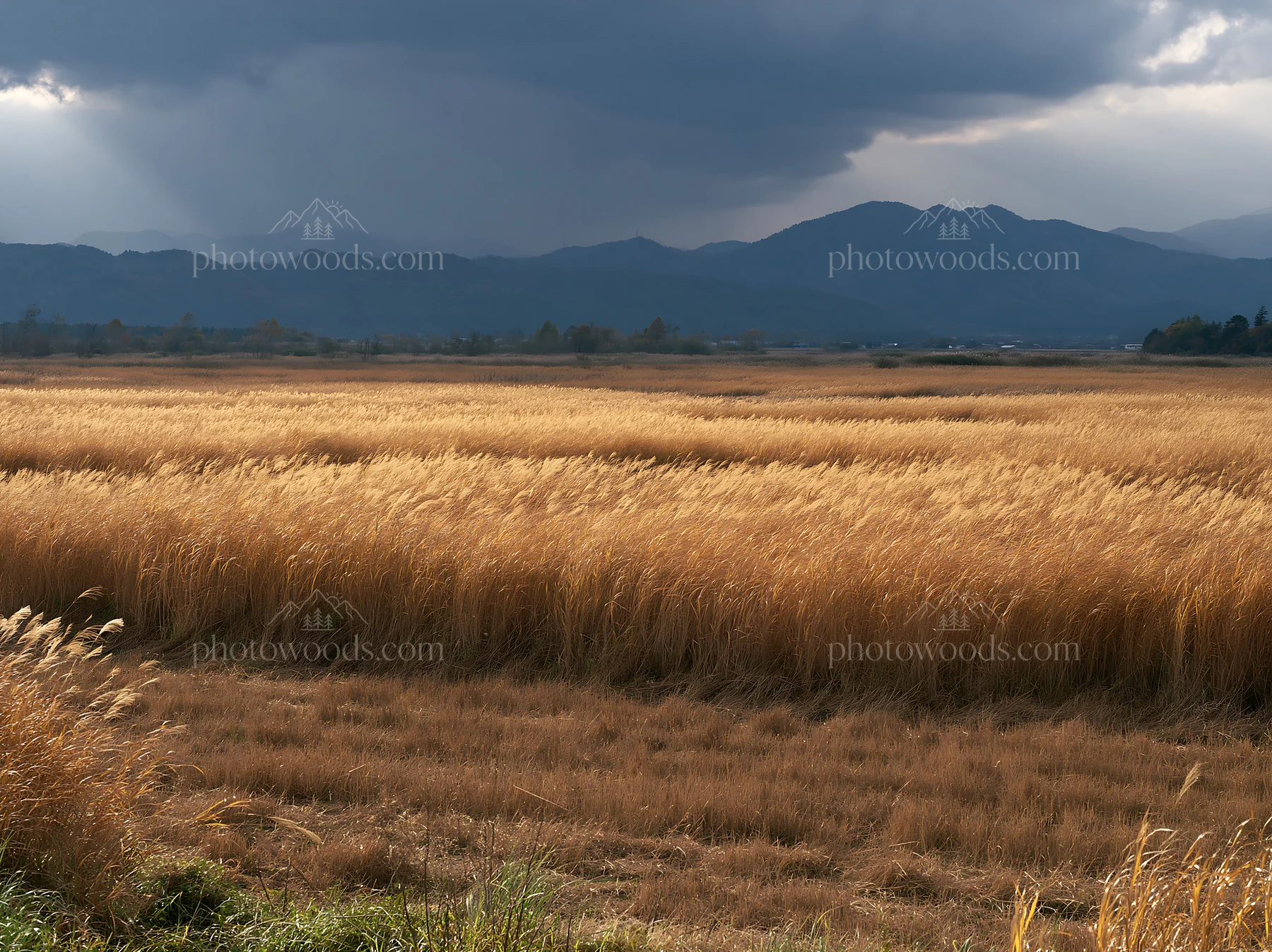 Shiga wetland meadow climate adaptation reeds under cloudy sky - AI-generated stock image