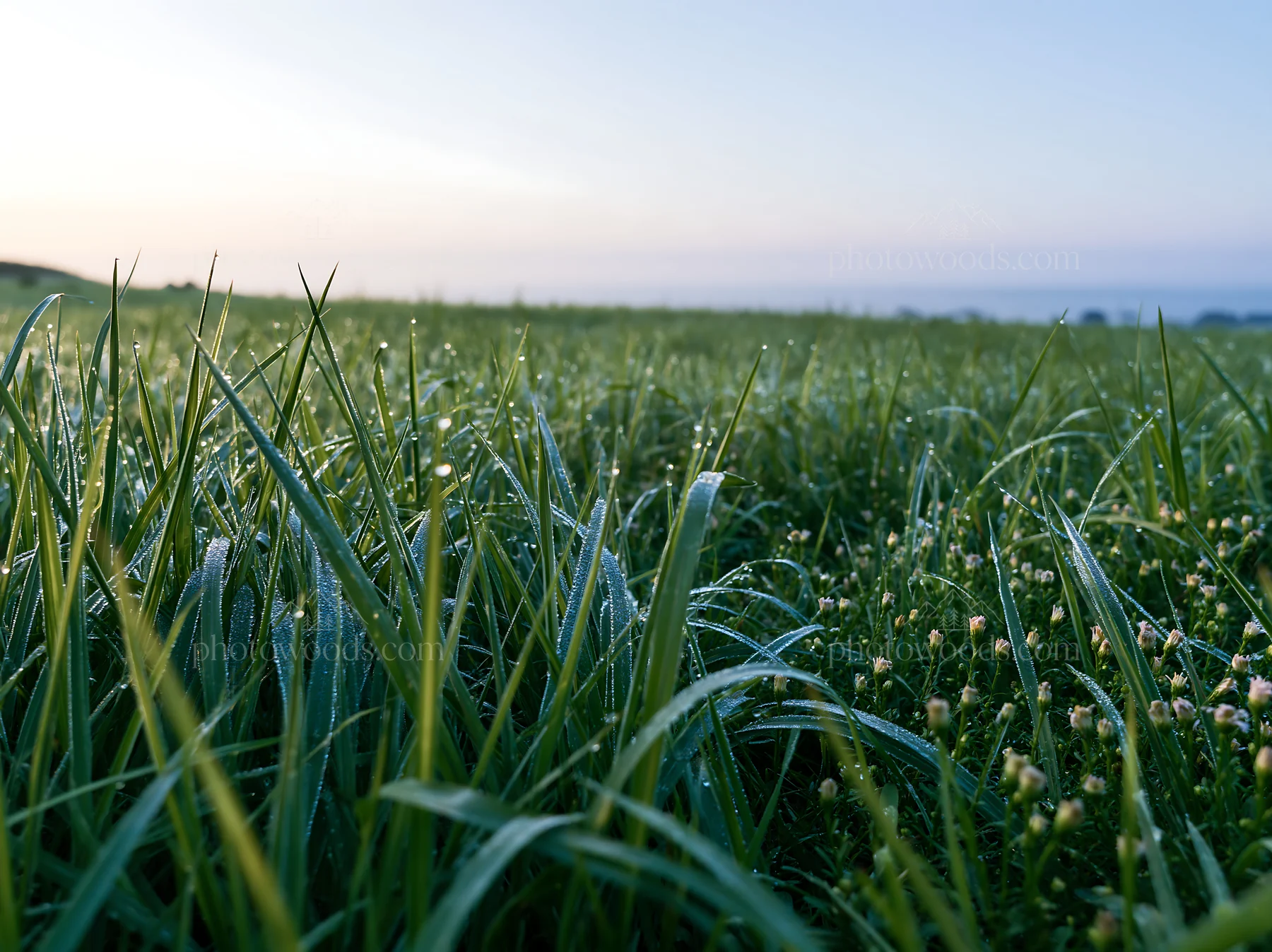 Miyazaki sunrise meadow dew covered sedges create a fresh scene - AI-generated stock image