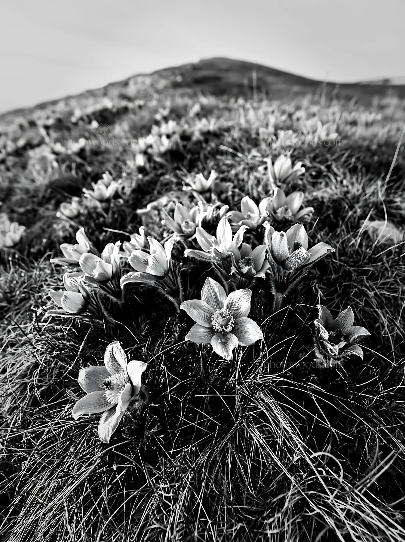 Sunny limestone meadow with blooming flowers - AI-generated stock image