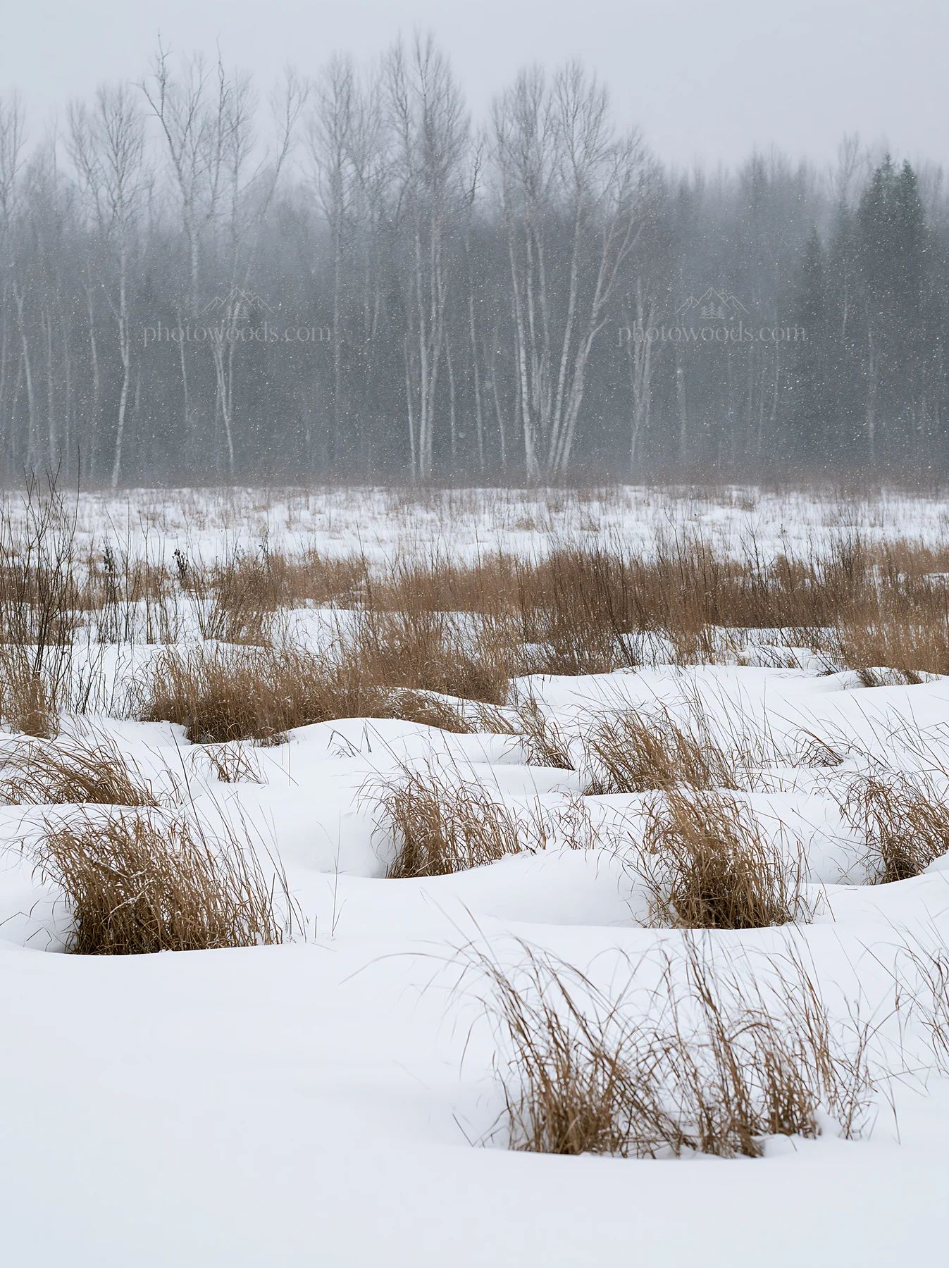 Snowbound meadow with tall grass and snow-covered landscape - AI-generated stock image