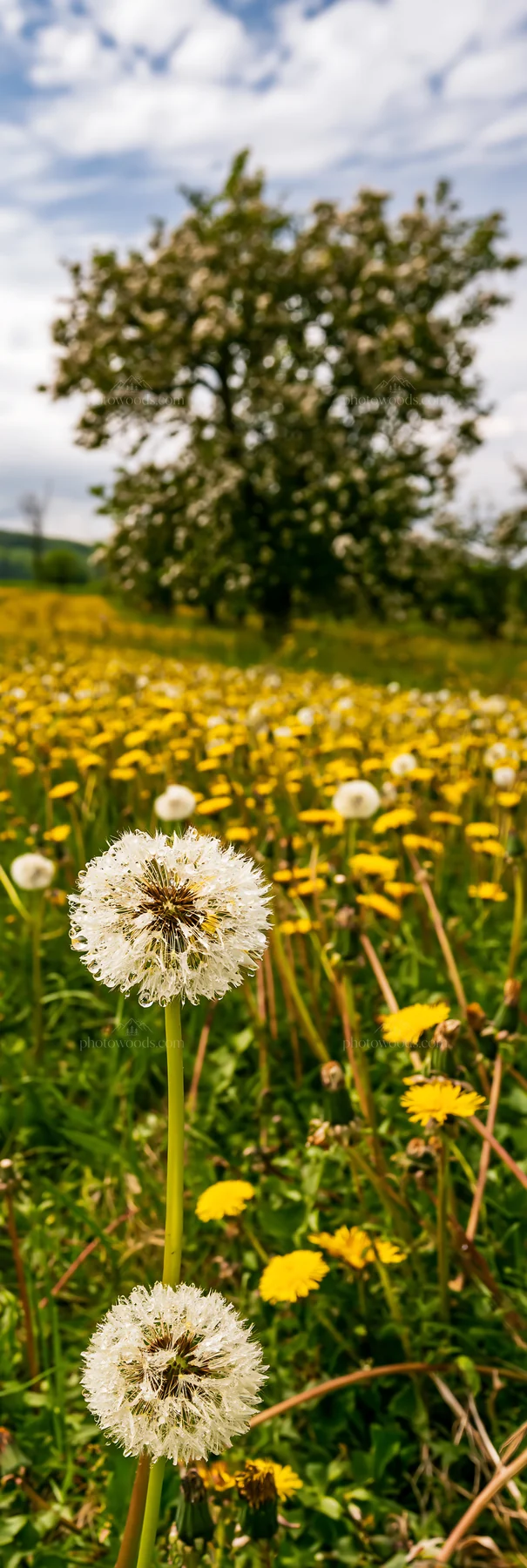 Dandelions in a meadow with trees in the background - AI-generated stock image