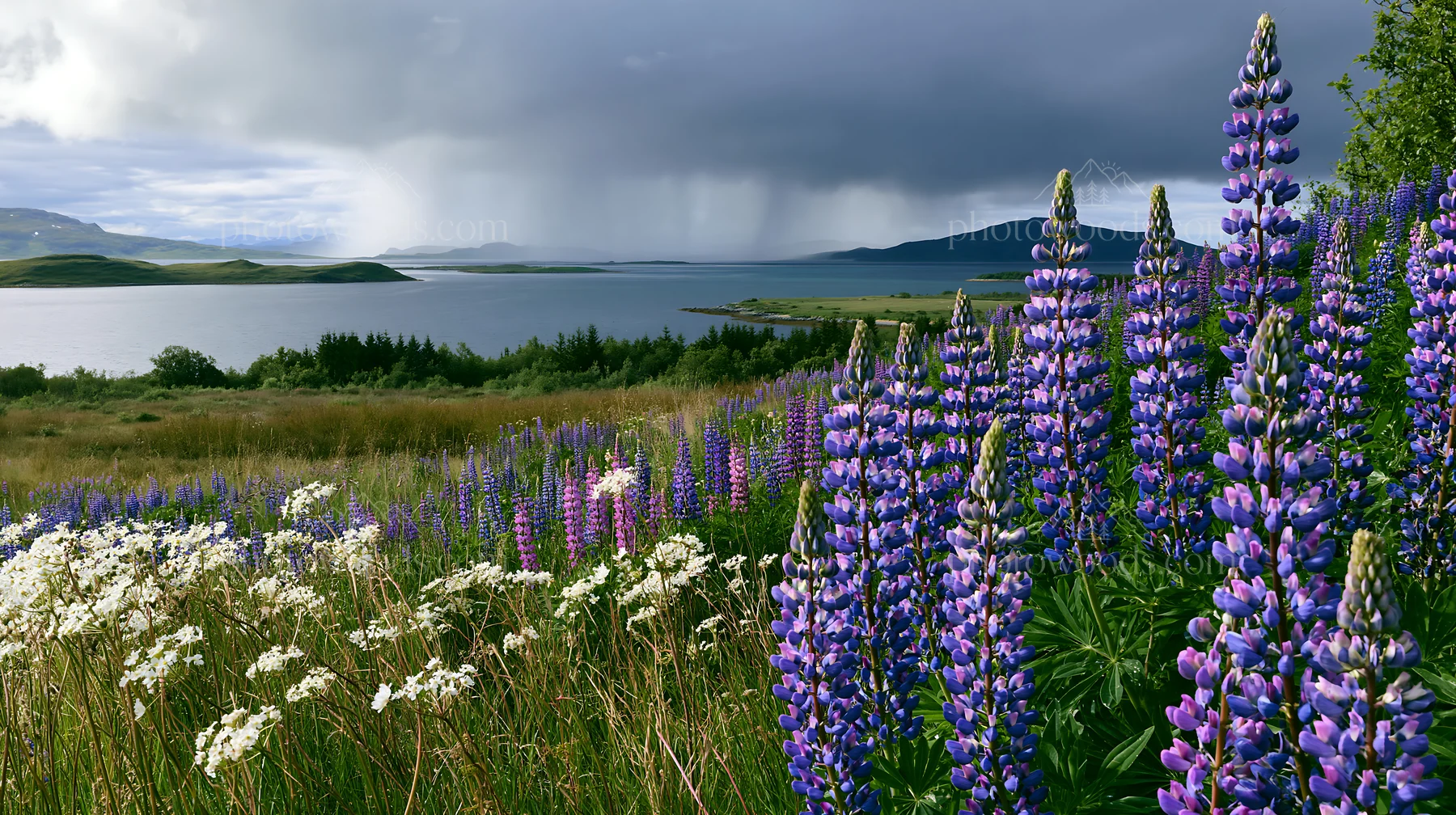 Colorful lupine meadow near a lake with distant rain clouds - AI-generated stock image