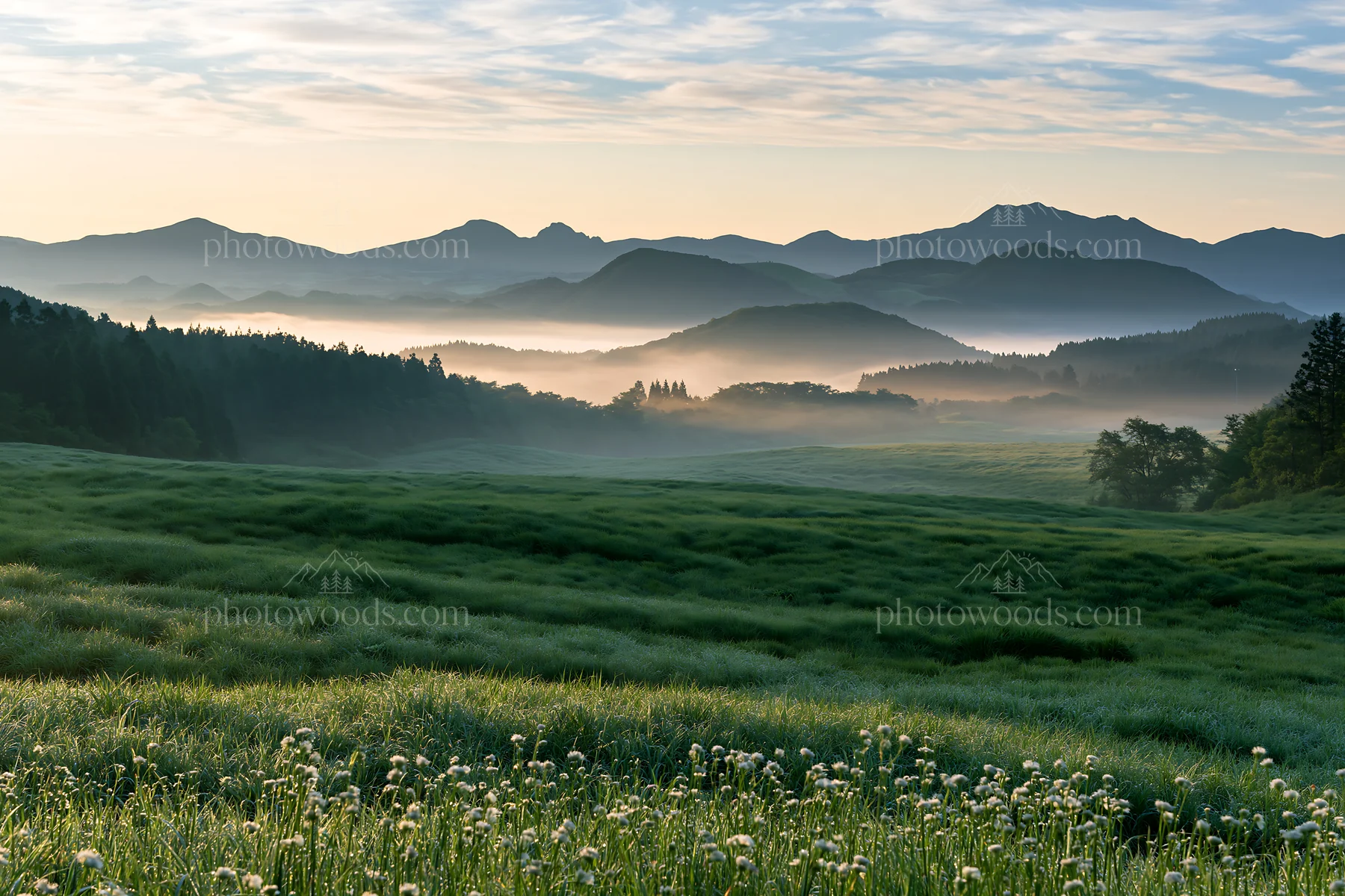 Miyazaki sunrise over meadow with dew covered sedges - AI-generated stock image