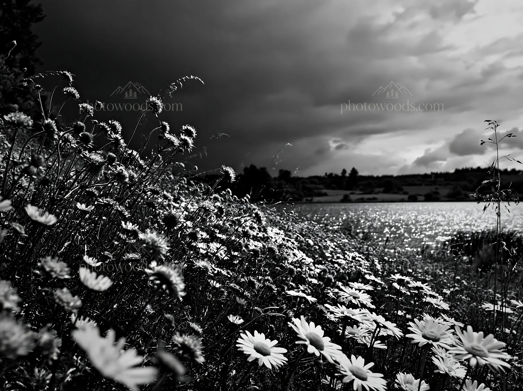 Black and white german lakeside meadow with flowers and dark clouds - AI-generated stock image