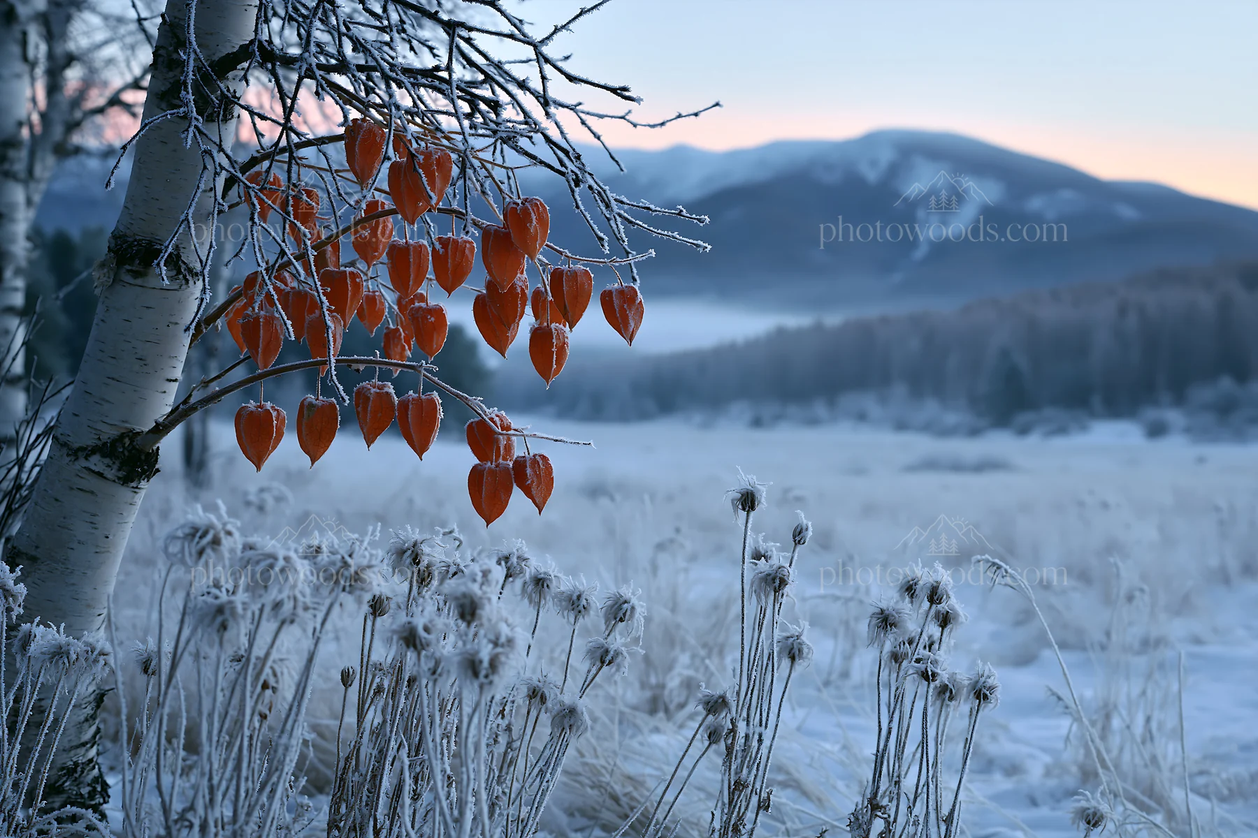 Frosted meadow with seedheads and lanterns during winter - AI-generated stock image