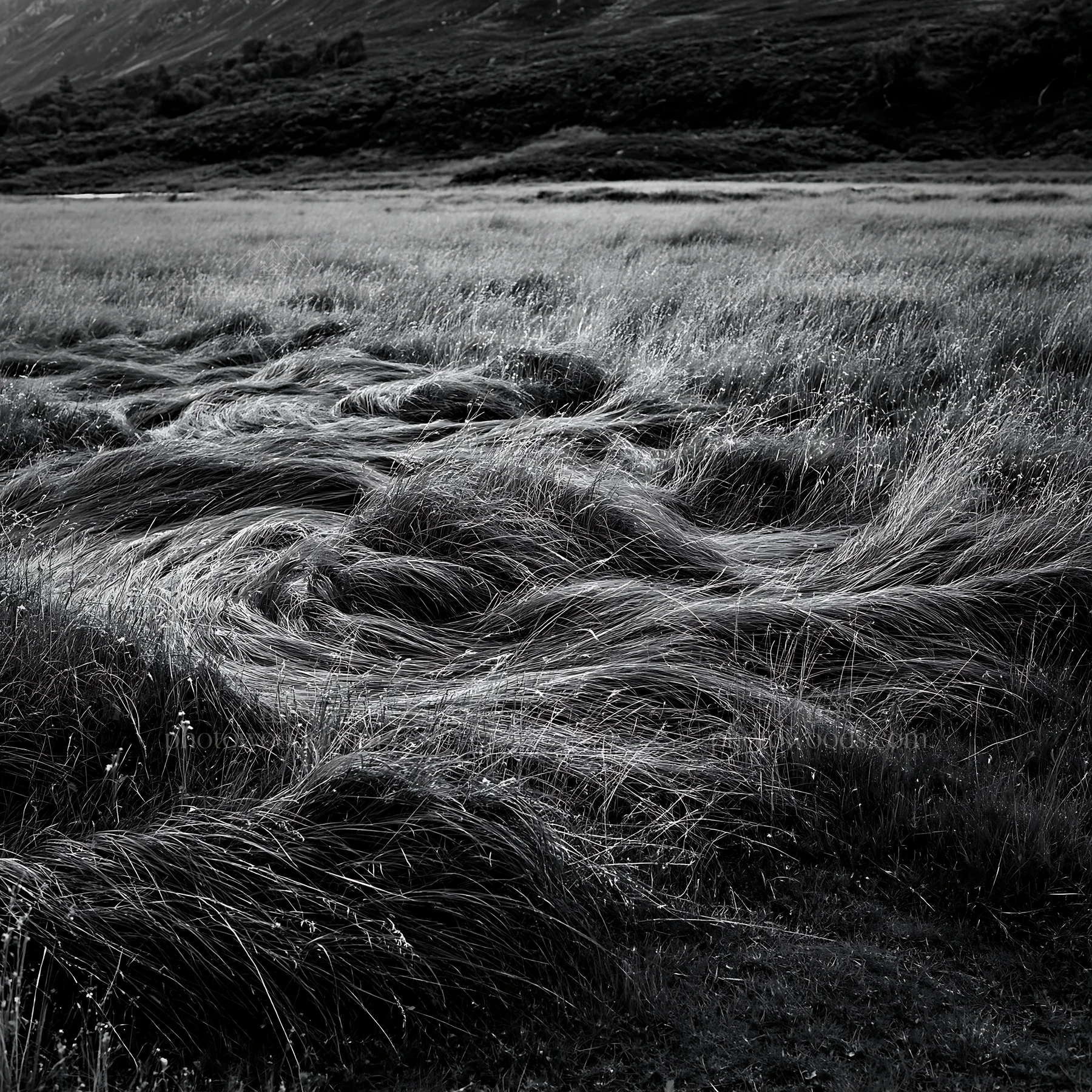 Tall grass meadow in black and white landscape - AI-generated stock image