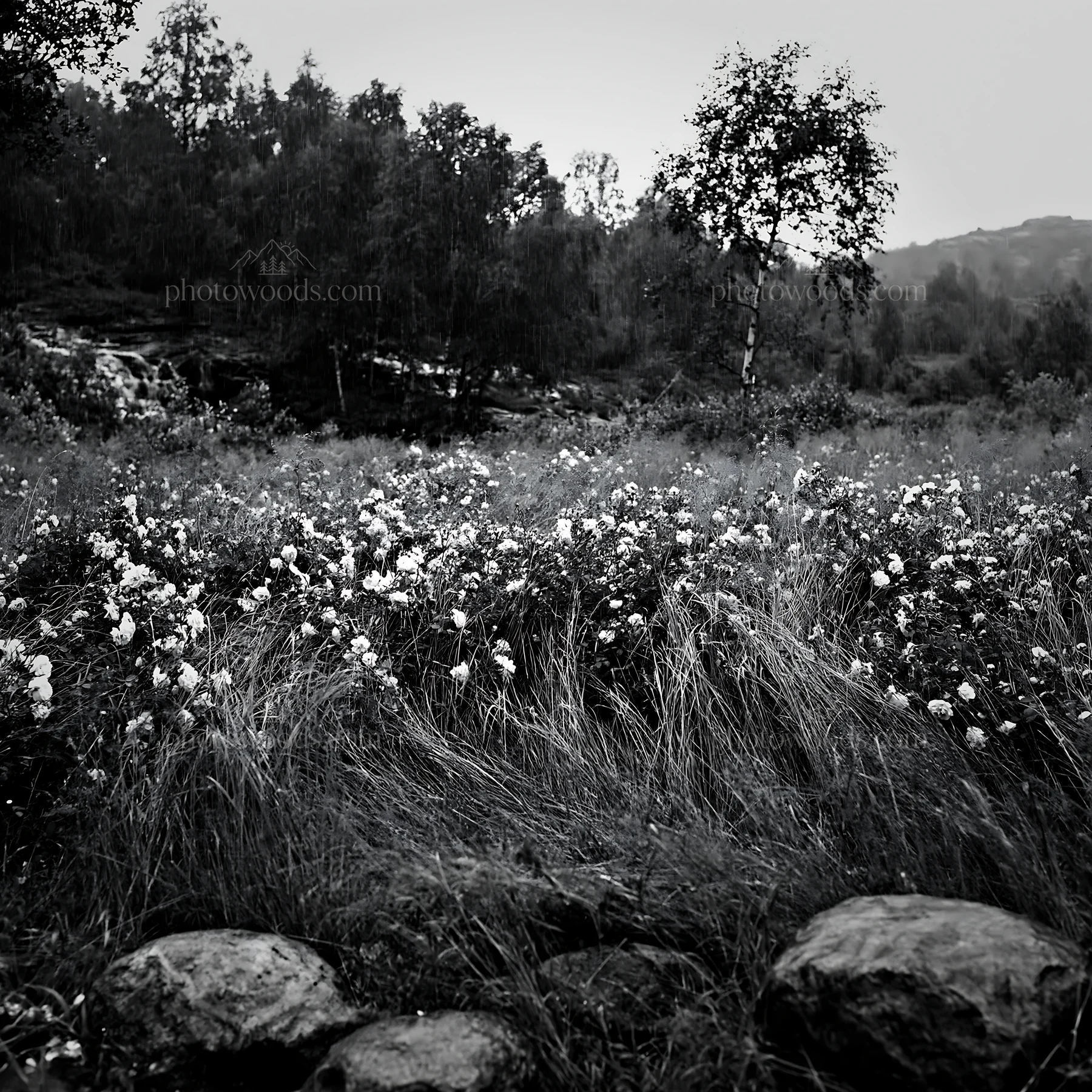 Meadow of roses beside hidden waterfall in black and white - AI-generated stock image