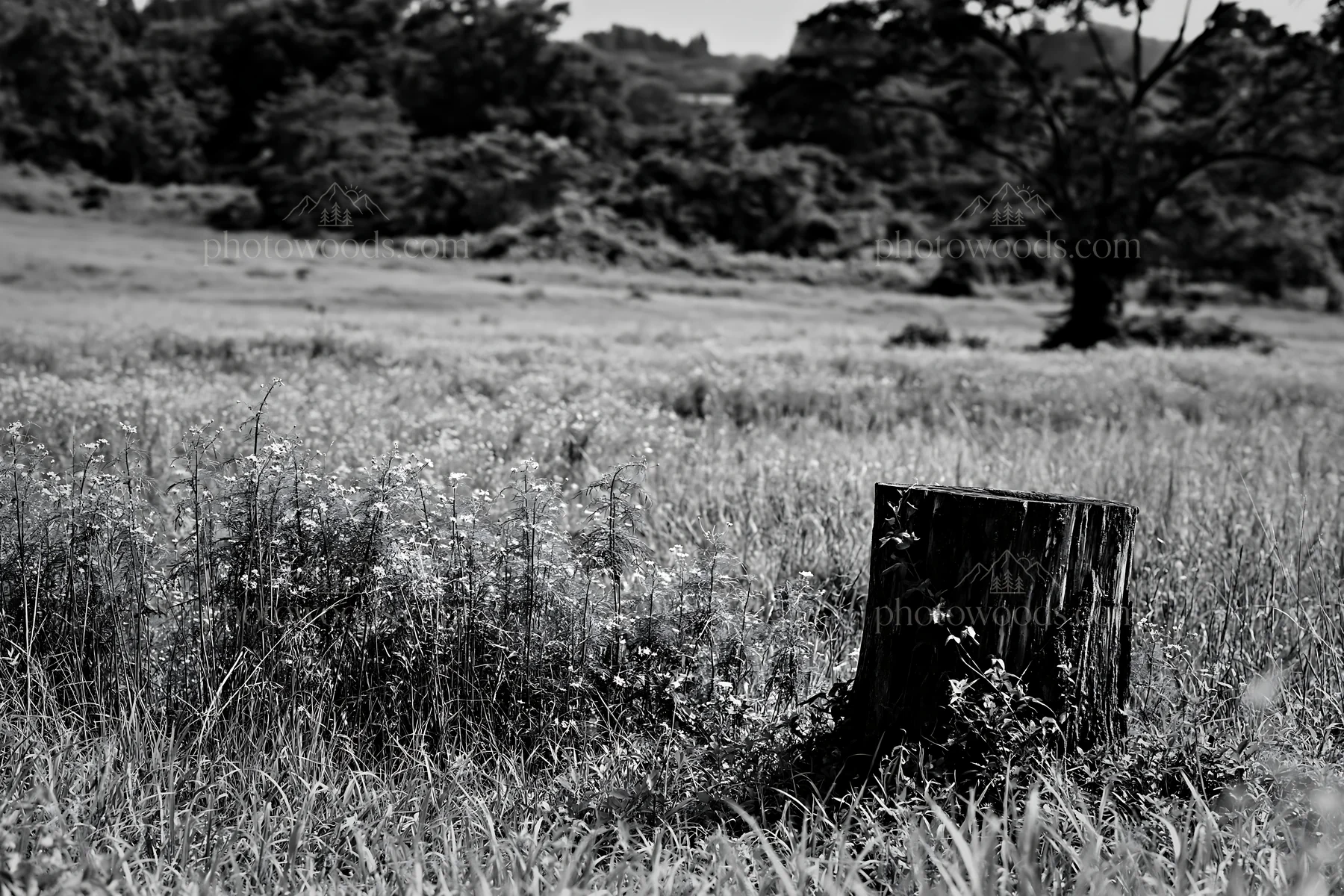Black and white fukushima native meadow with weathered stump - AI-generated stock image