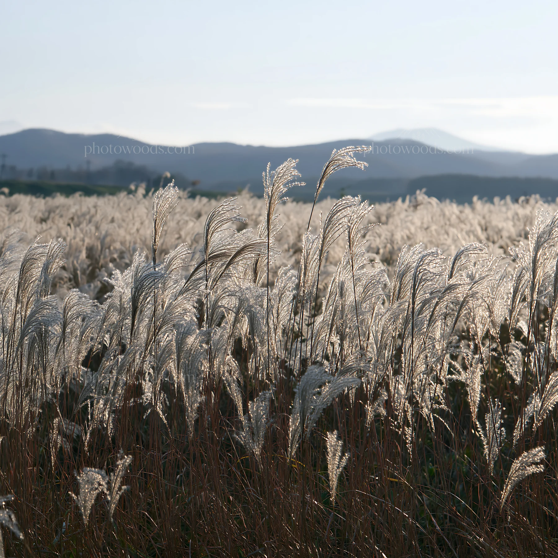 In Hokkaido, silver grass meadow seedheads stand tall under sunlight - AI-generated stock image
