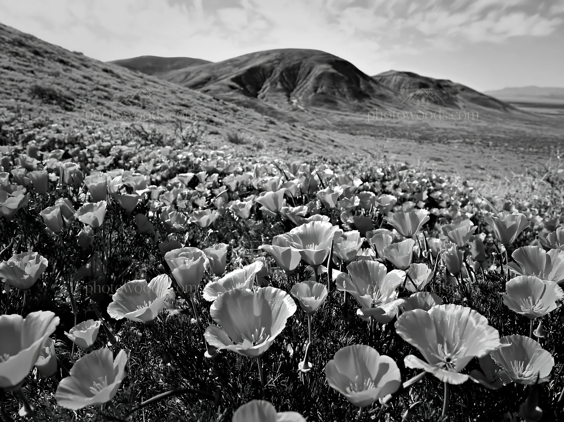 Black and white colorful poppy meadow fills the landscape with vibrant flowers - AI-generated stock image