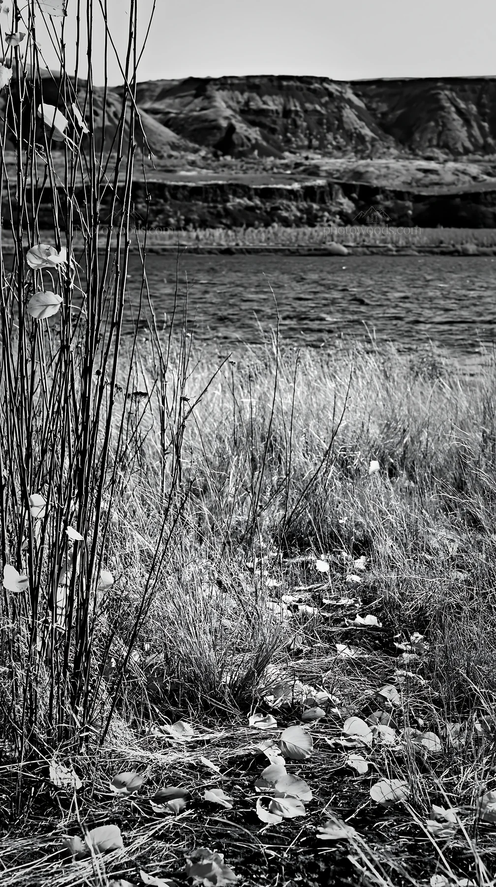 Lakeside orchard meadow with grass and water - AI-generated stock image