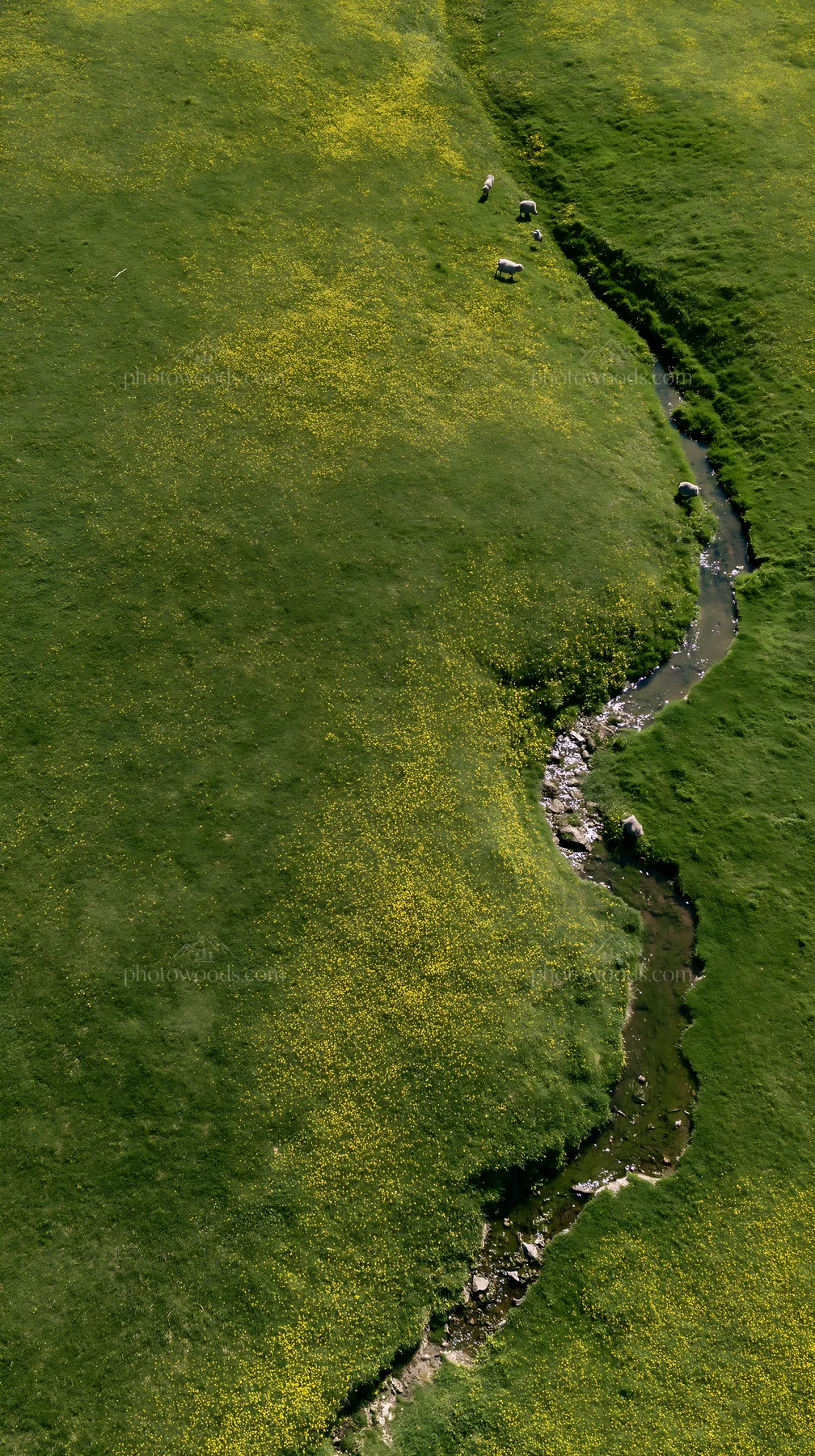 Buttercup meadow with a stream and grazing sheep - AI-generated stock image