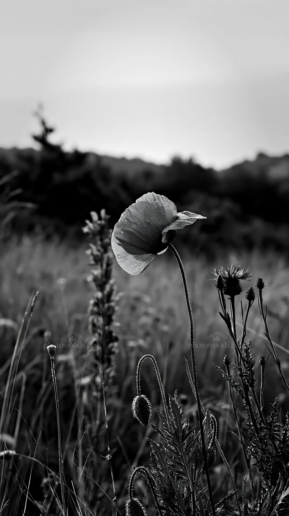 Poppy larkspur meadow with flowers in black and white - AI-generated stock image