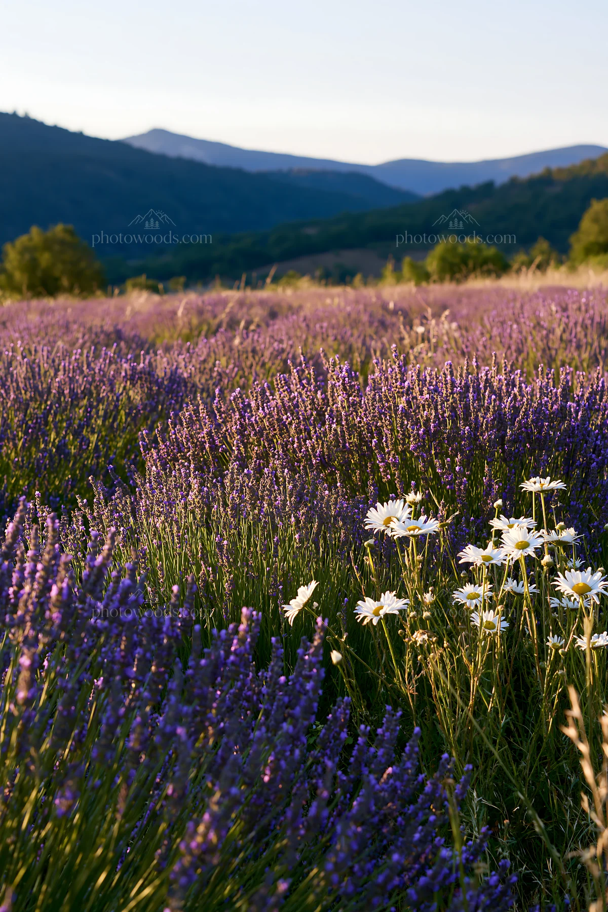 Colorful lavender meadow with wildflowers in bloom - AI-generated stock image