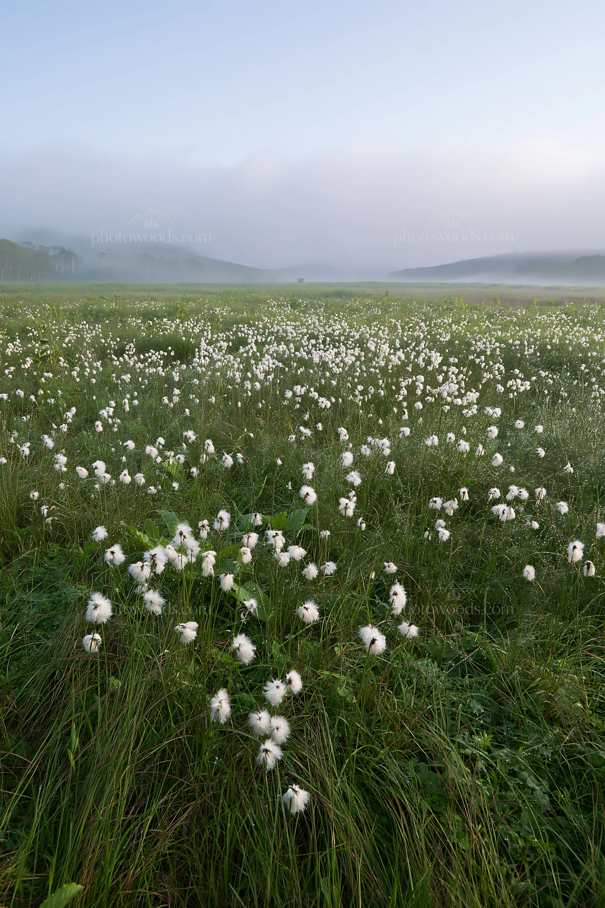 Expansive Hokkaido restoration meadow with dewdrops - AI-generated stock image