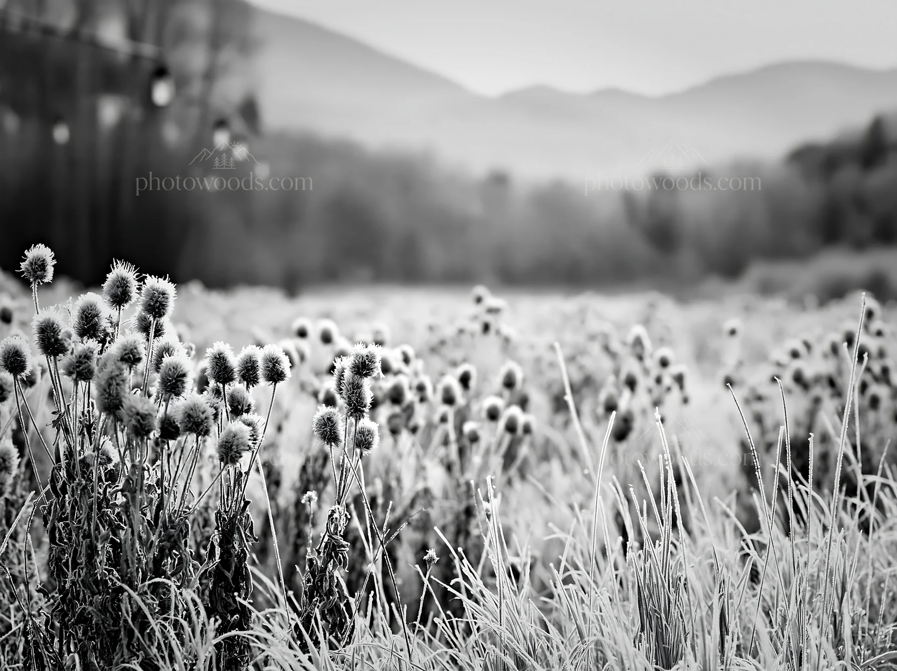 Vast Christmas meadow with frost seedheads and lanterns - AI-generated stock image