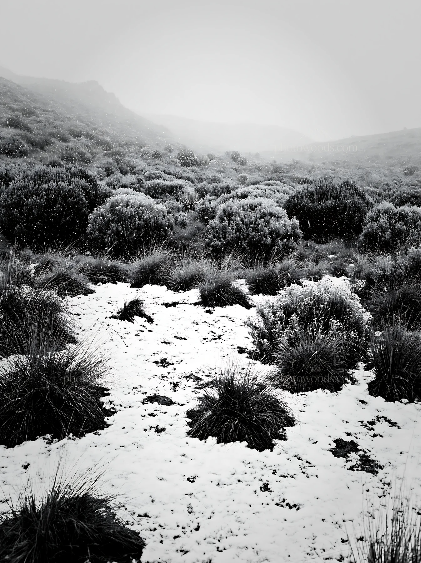 Snowy highland meadow with grass and shrubs during winter - AI-generated stock image