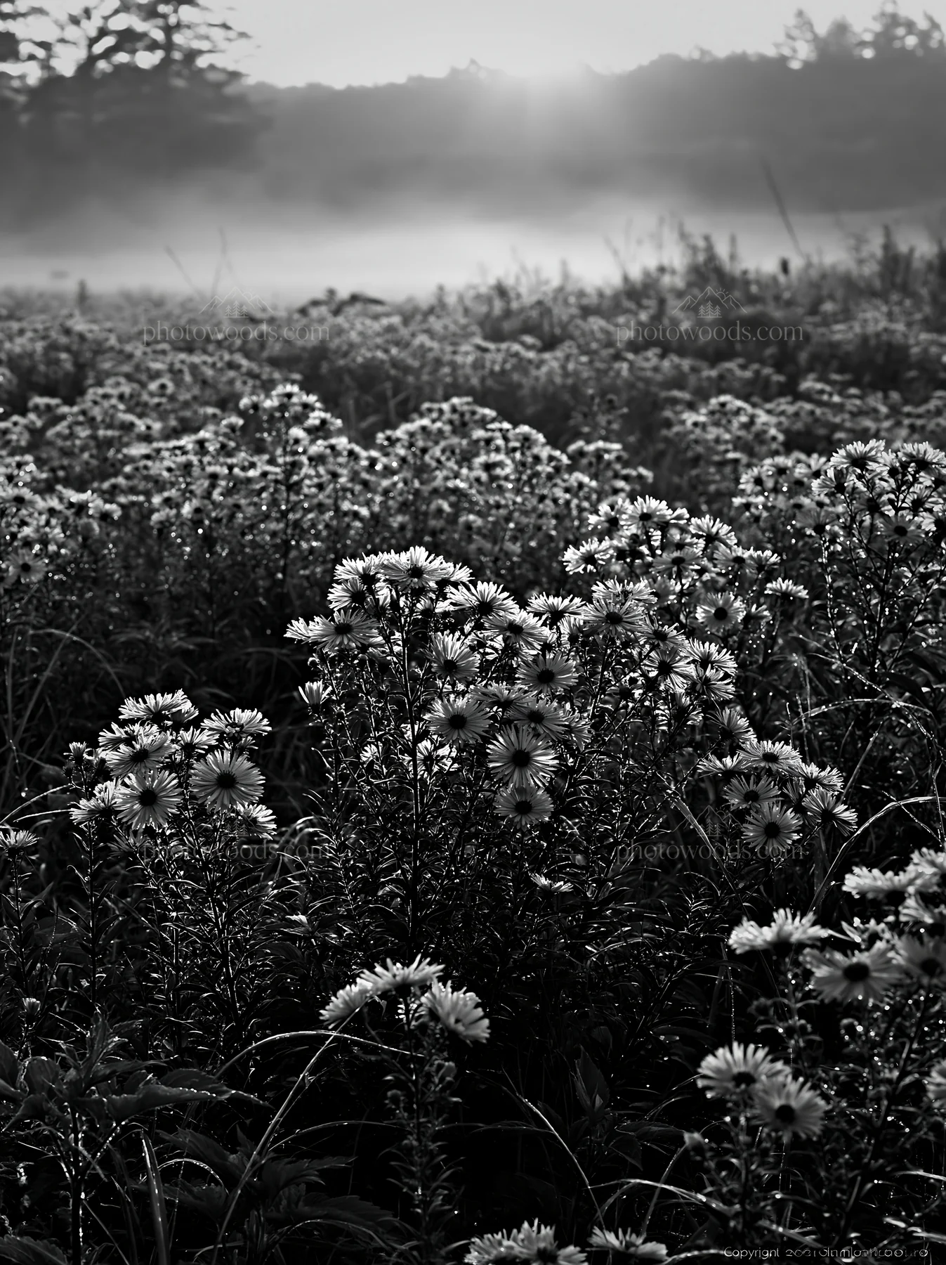 Black and white expansive Hokkaido restoration meadow with dewdrops - AI-generated stock image
