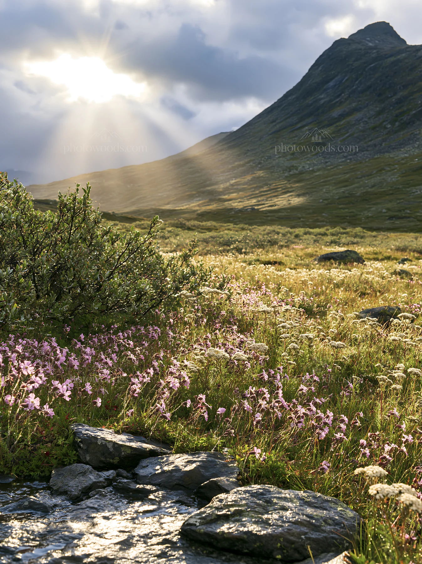 Sunbeams illuminate meadow in Jotunheimen valley - AI-generated stock image