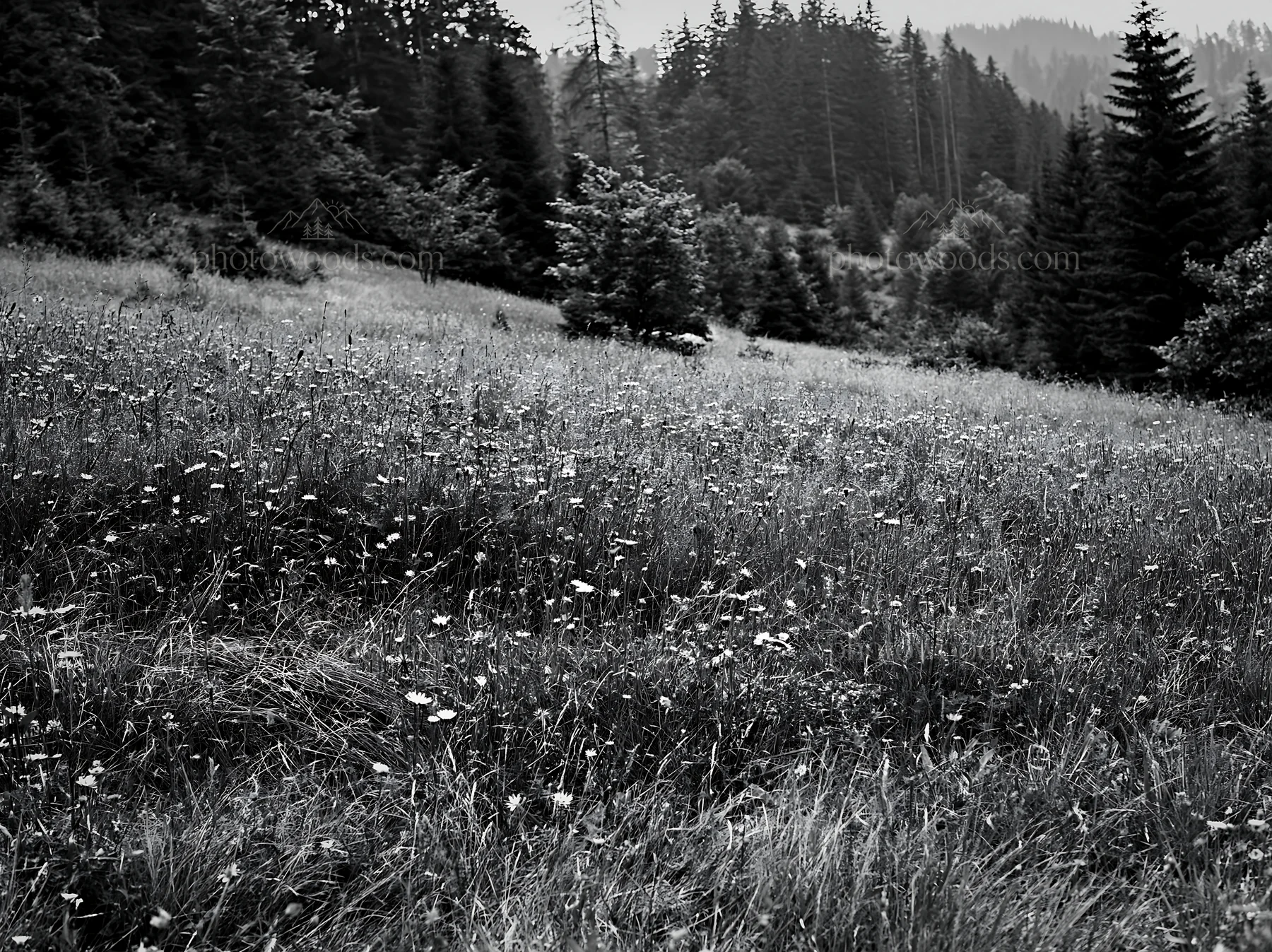 Black and white regenerative meadow with wildflowers in a forested area - AI-generated stock image