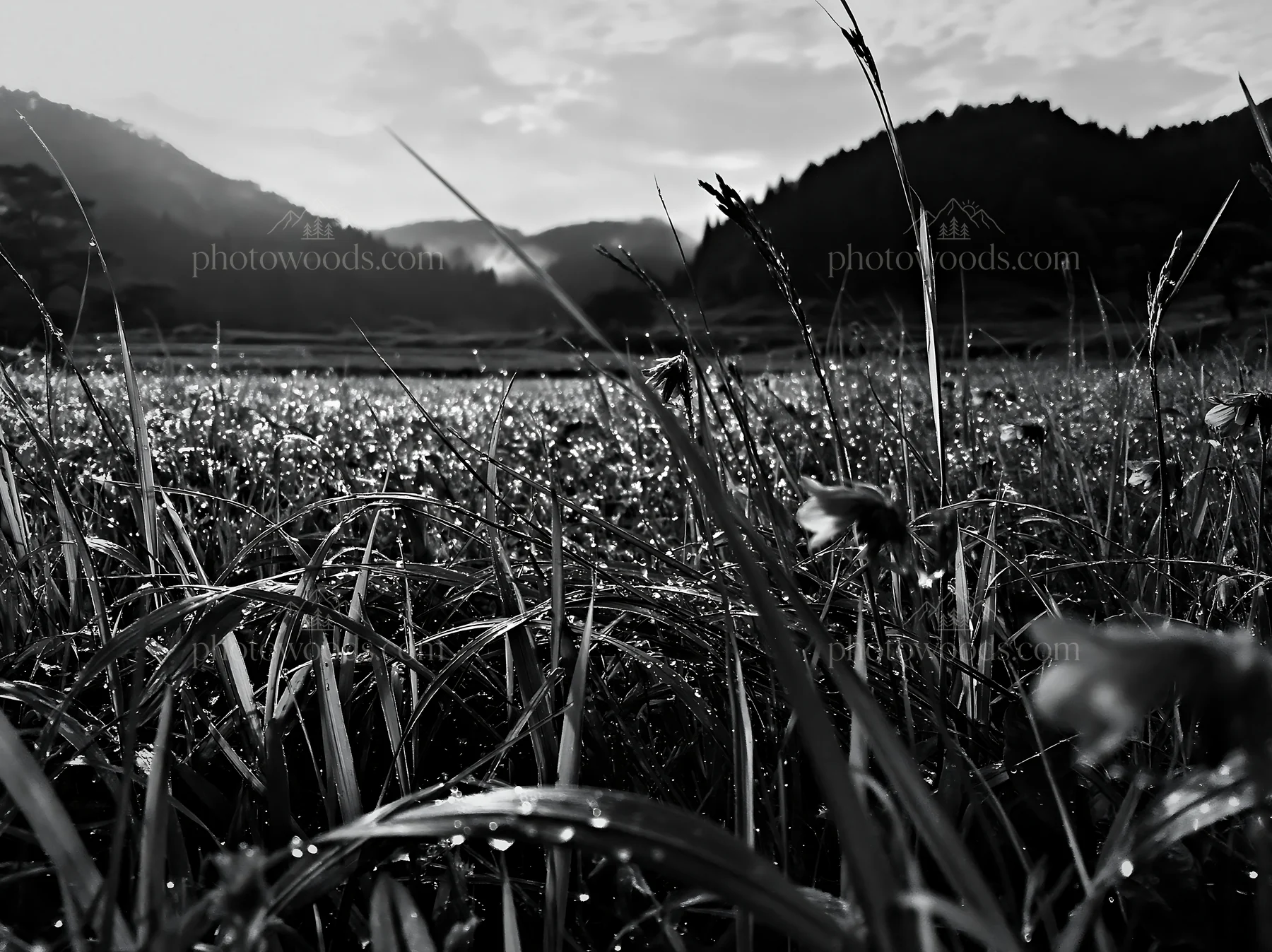 Black and white fukui native grass meadow rain droplets are visible on the grass - AI-generated stock image