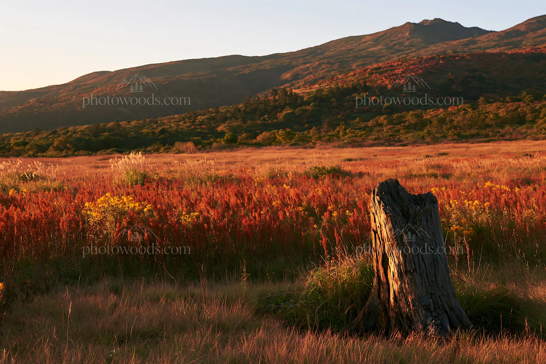 Fukushima native meadow with weathered stump during sunset - AI-generated stock image