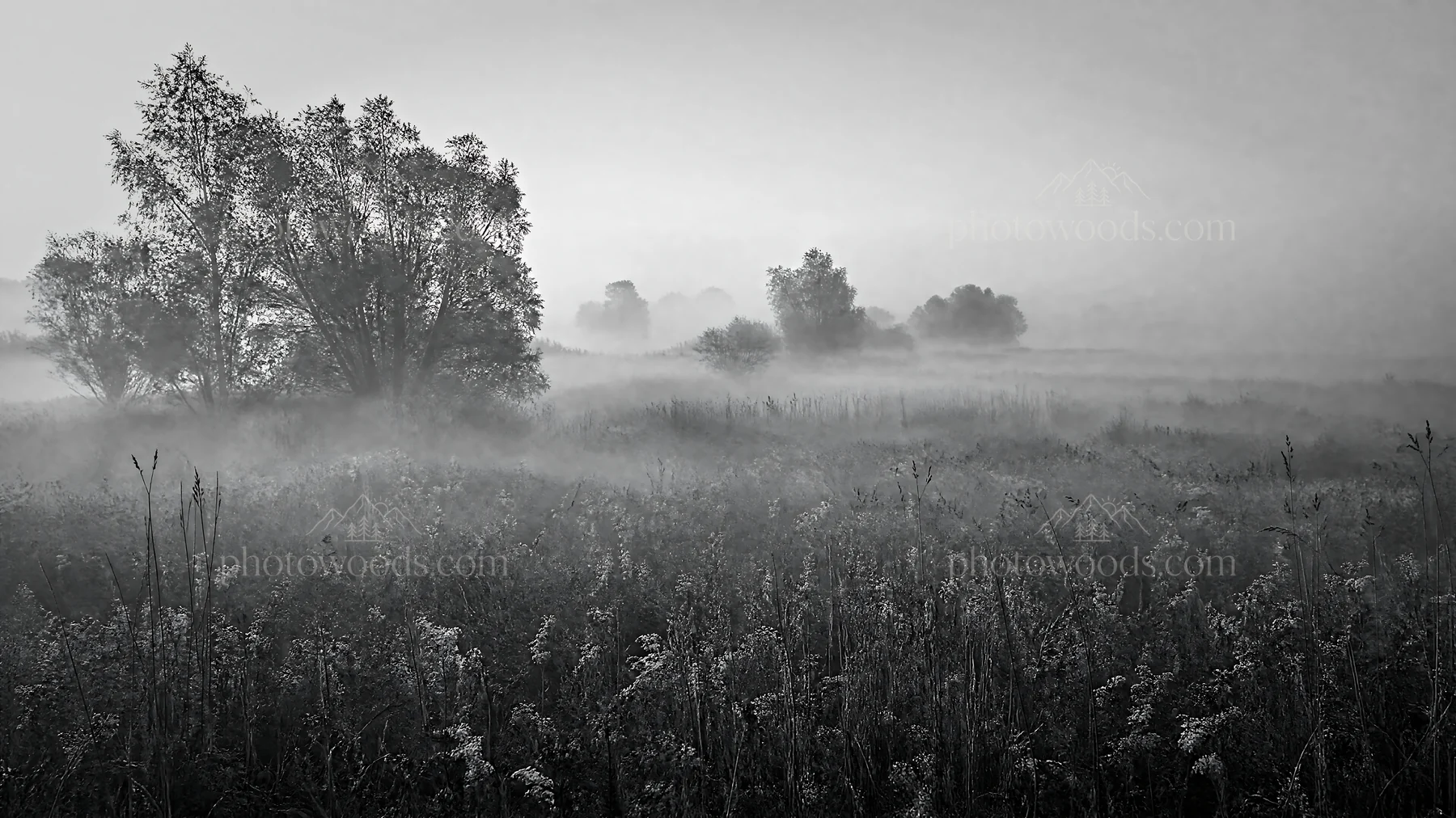 Black and white rewilding meadow with mist and trees in morning light - AI-generated stock image