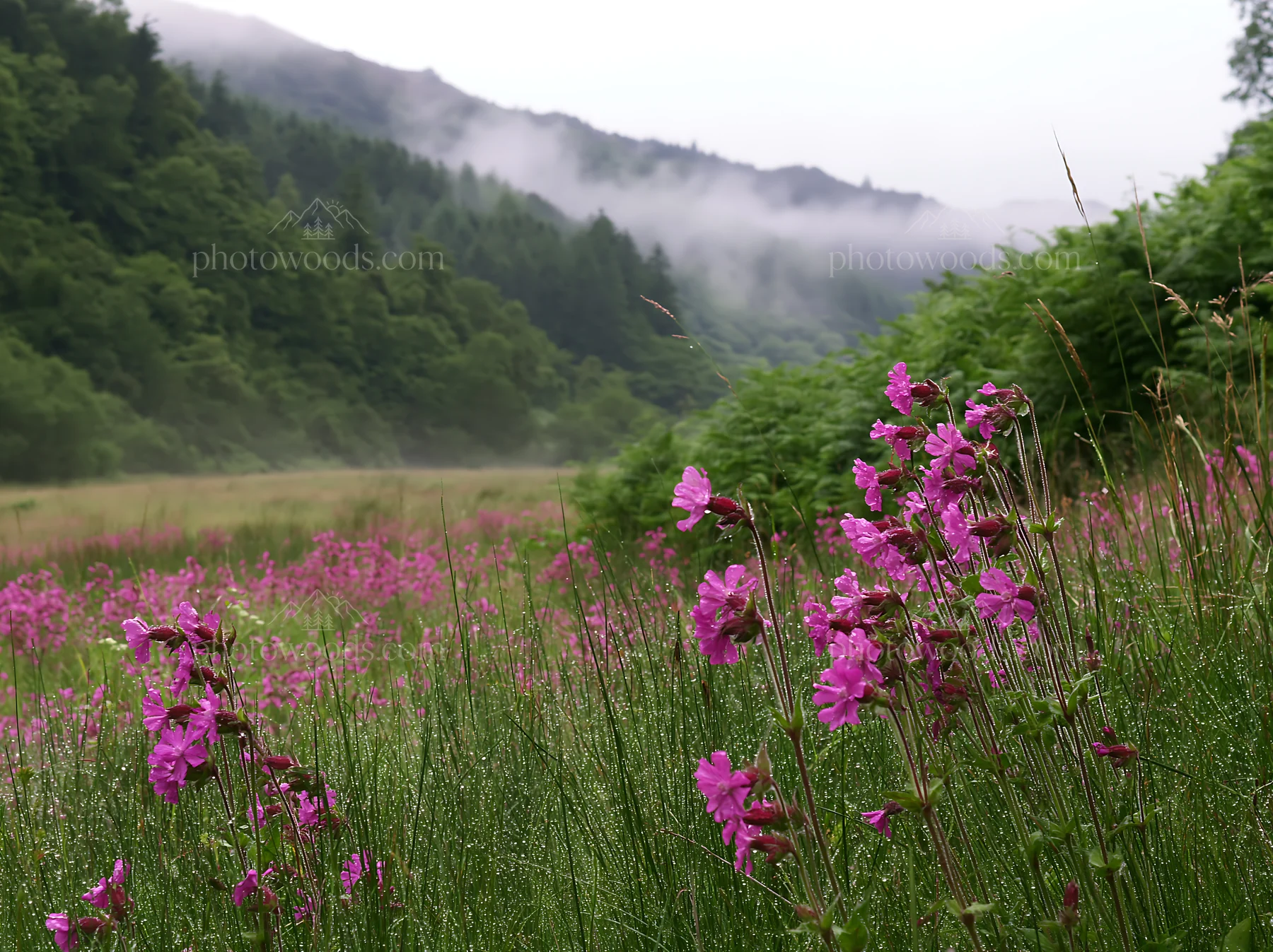 Meadow with campion flowers and misty mountains in background - AI-generated stock image