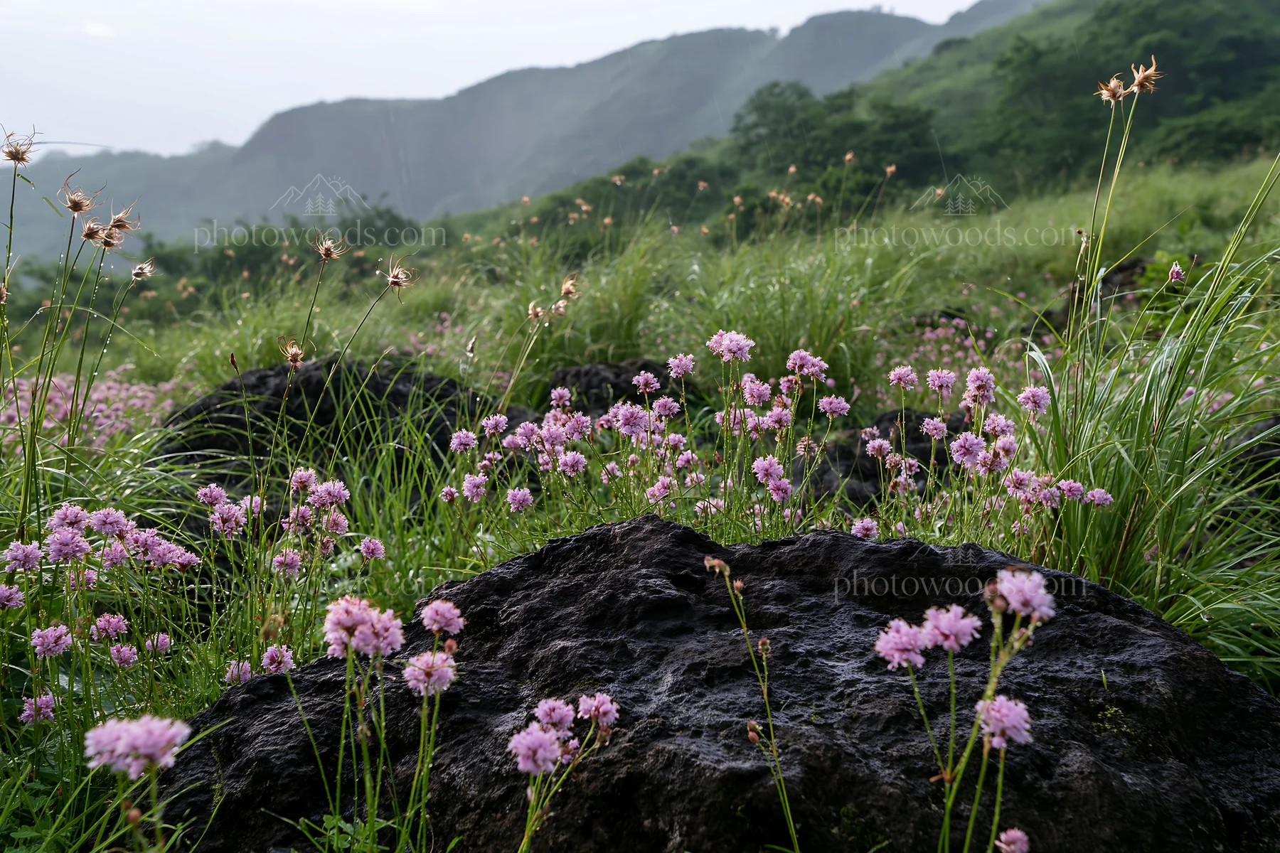 Kumamoto volcanic meadow with dark rocks and wildflowers - AI-generated stock image