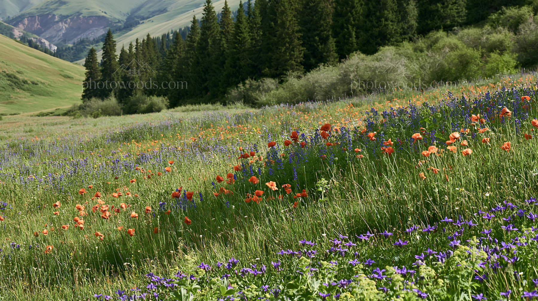 Poppy larkspur meadow in a green landscape with hills - AI-generated stock image