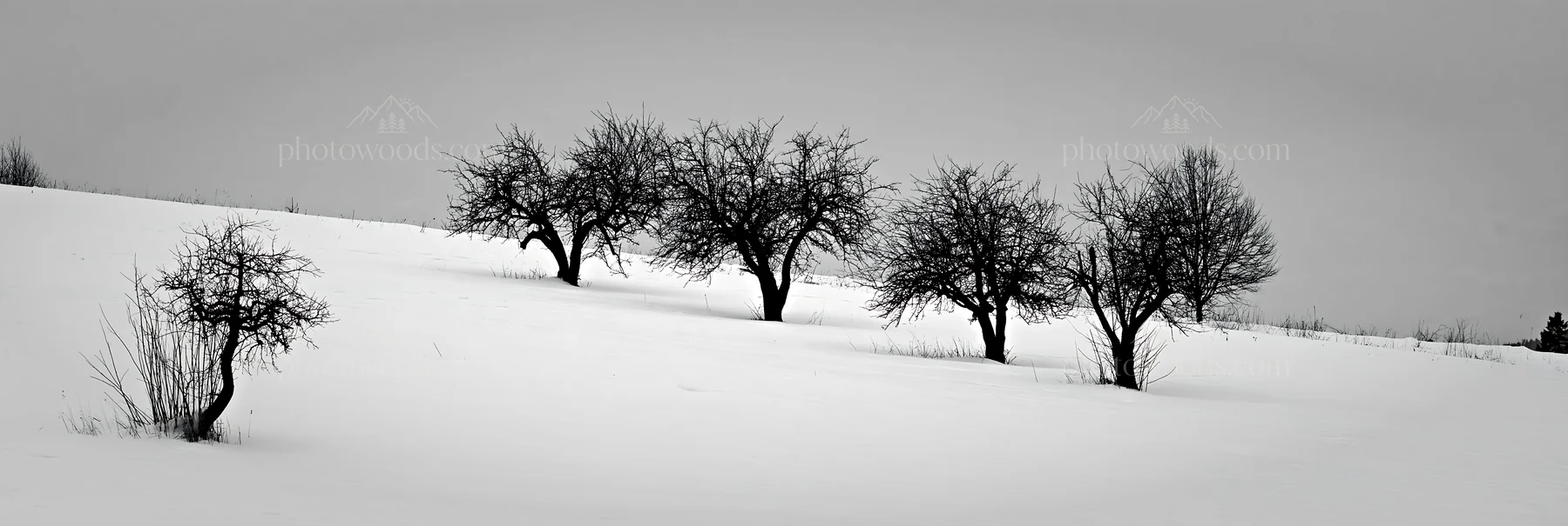 Hillside apple meadow in winter with bare trees - AI-generated stock image