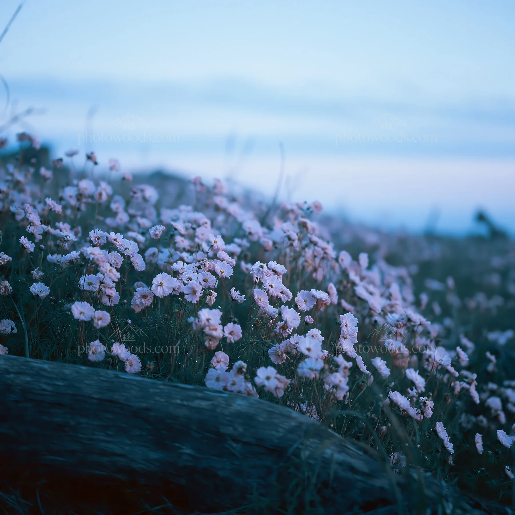Chiba coastal climate meadow driftwood foreground with flowers - AI-generated stock image