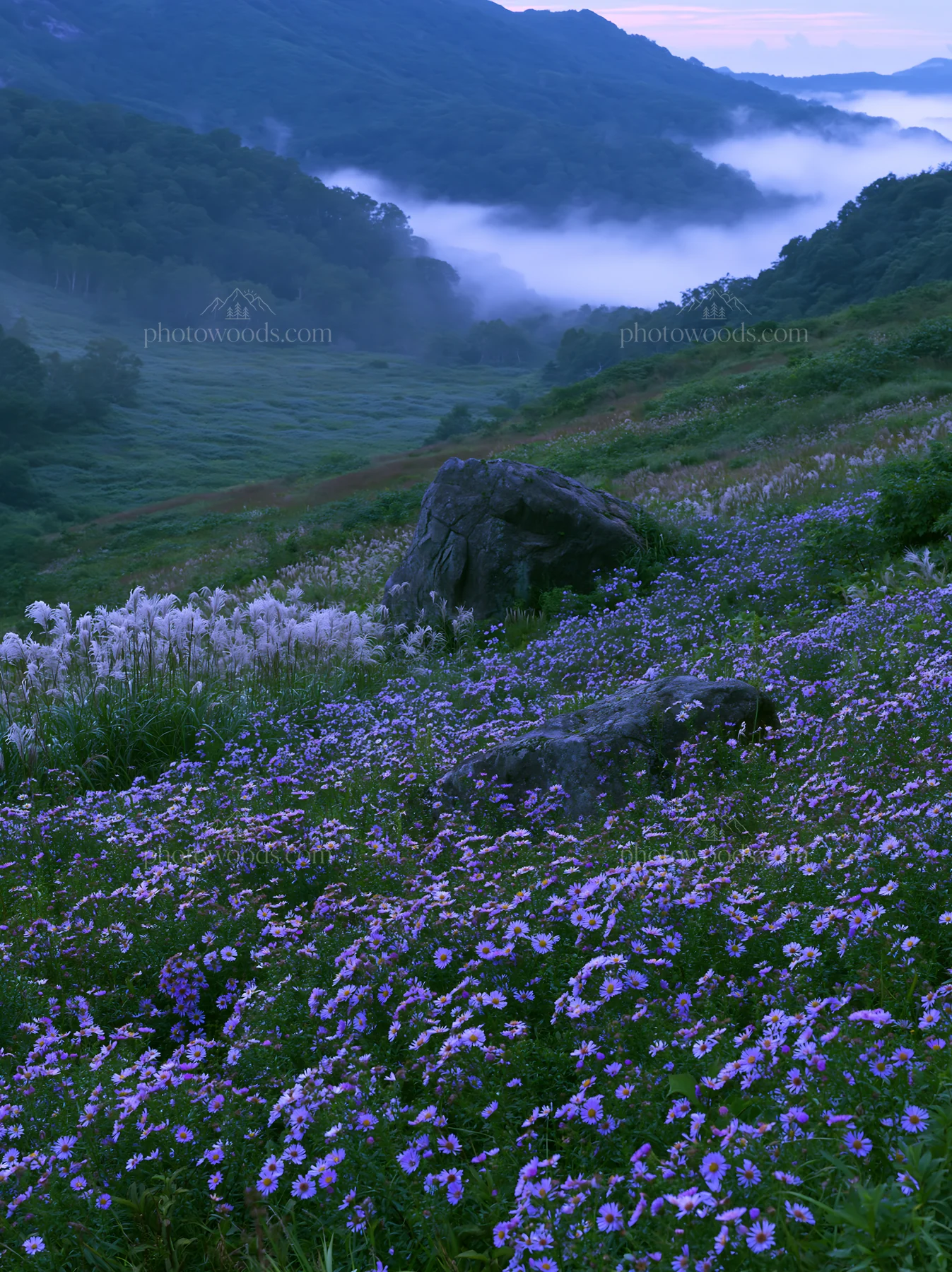 Aomori climate resilient meadow with boulder at dusk - AI-generated stock image