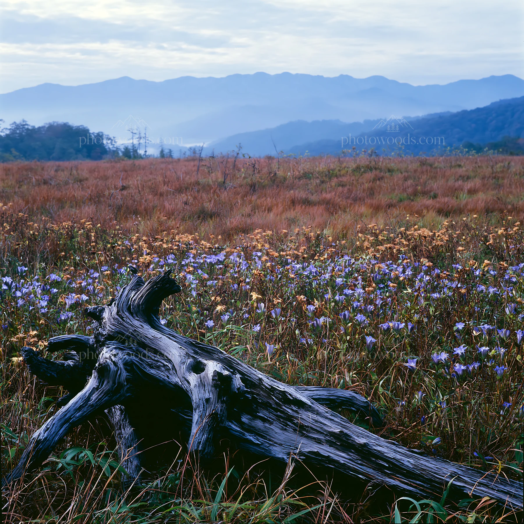 Wakayama autumn meadow weathered wood foreground captures nature - AI-generated stock image