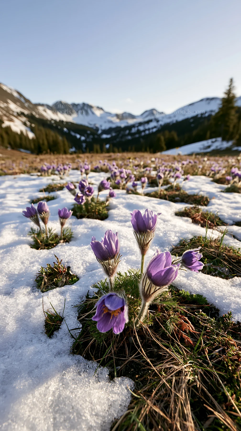 Snowy highland meadow with blooming purple flowers - AI-generated stock image