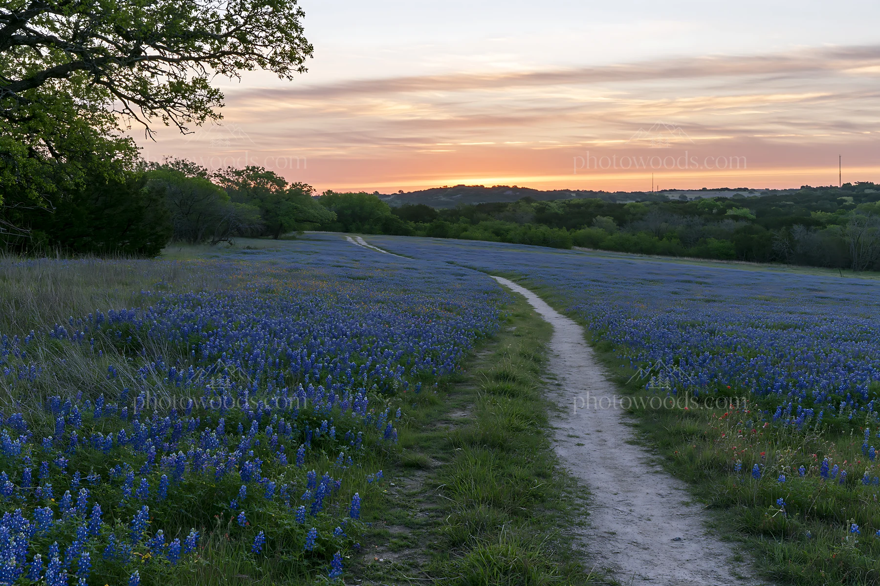 Bluebonnet meadow at sunrise with a dirt path - AI-generated stock image