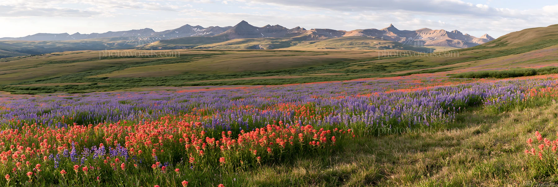 Paintbrush lupine meadow in mountain landscape - AI-generated stock image