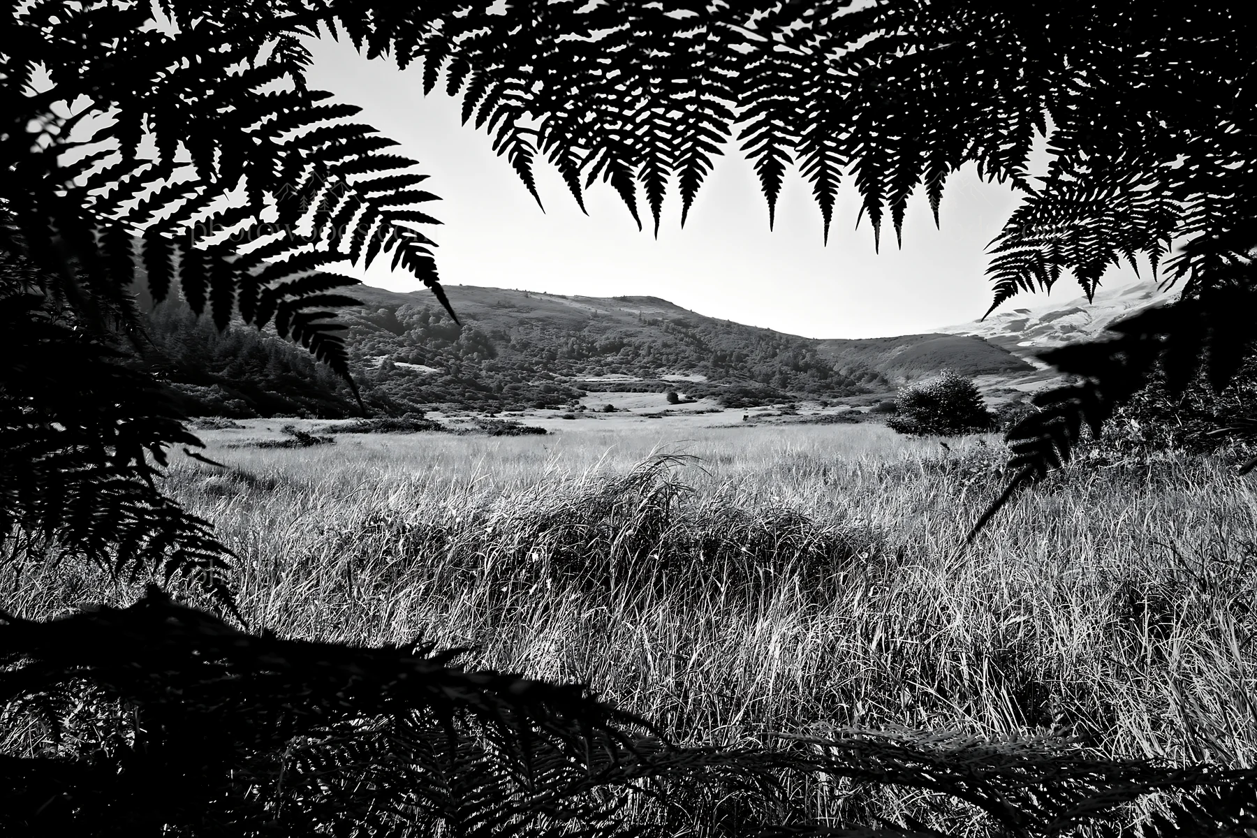Nara summer meadow with ferns in foreground - AI-generated stock image